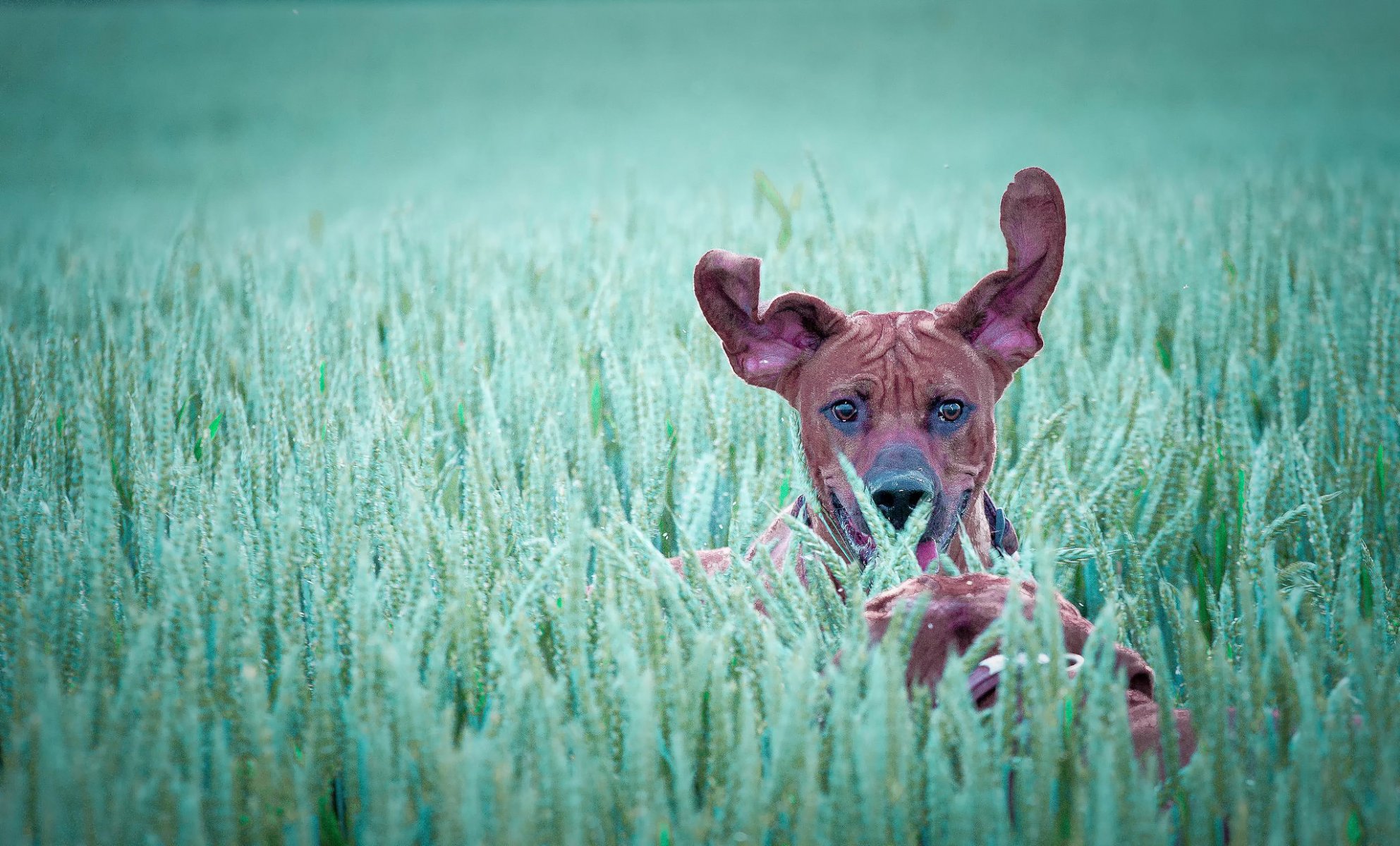 courir oreilles chien dans le domaine