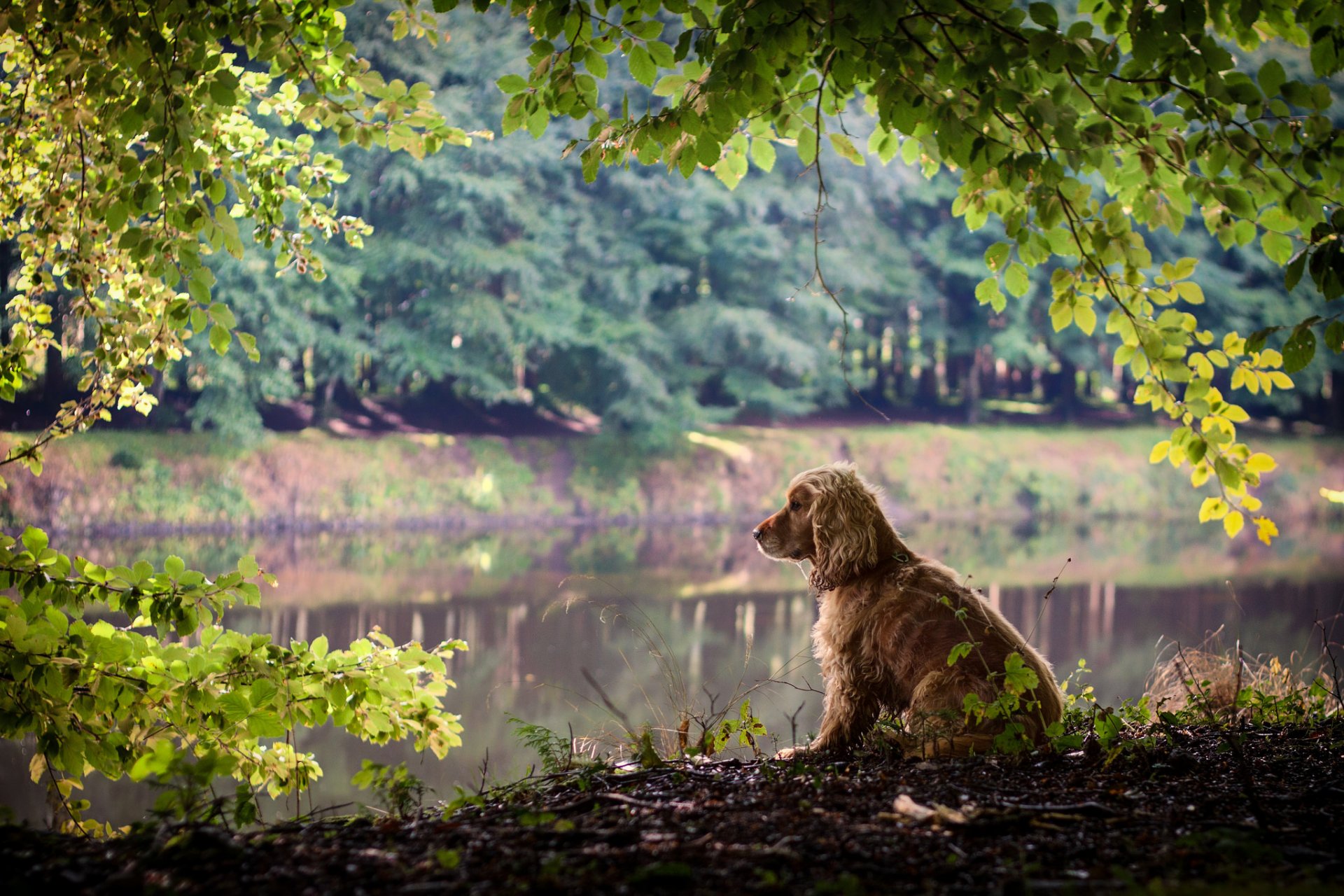 cane natura rami foglie