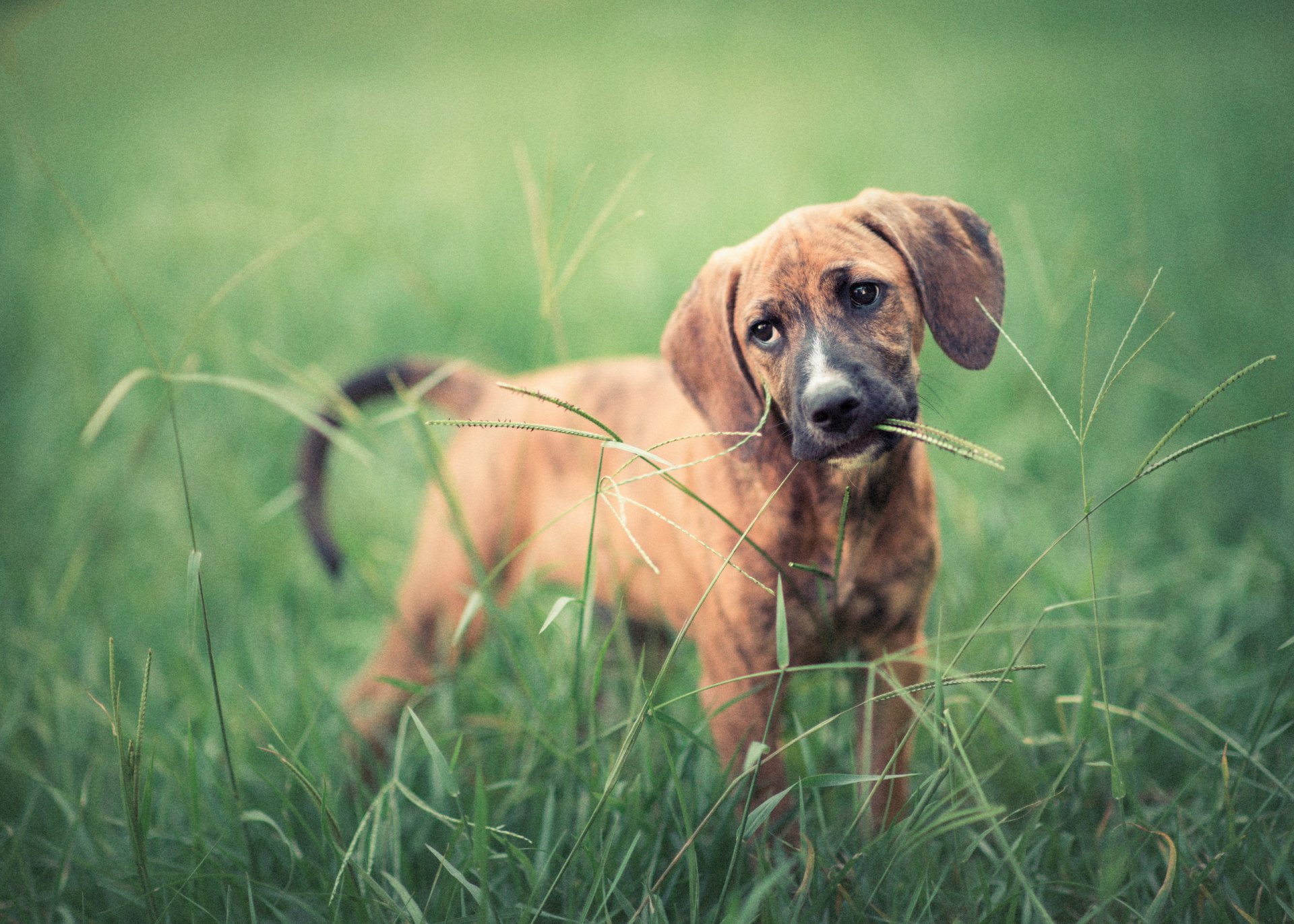 blick freund ohren grashalm hund