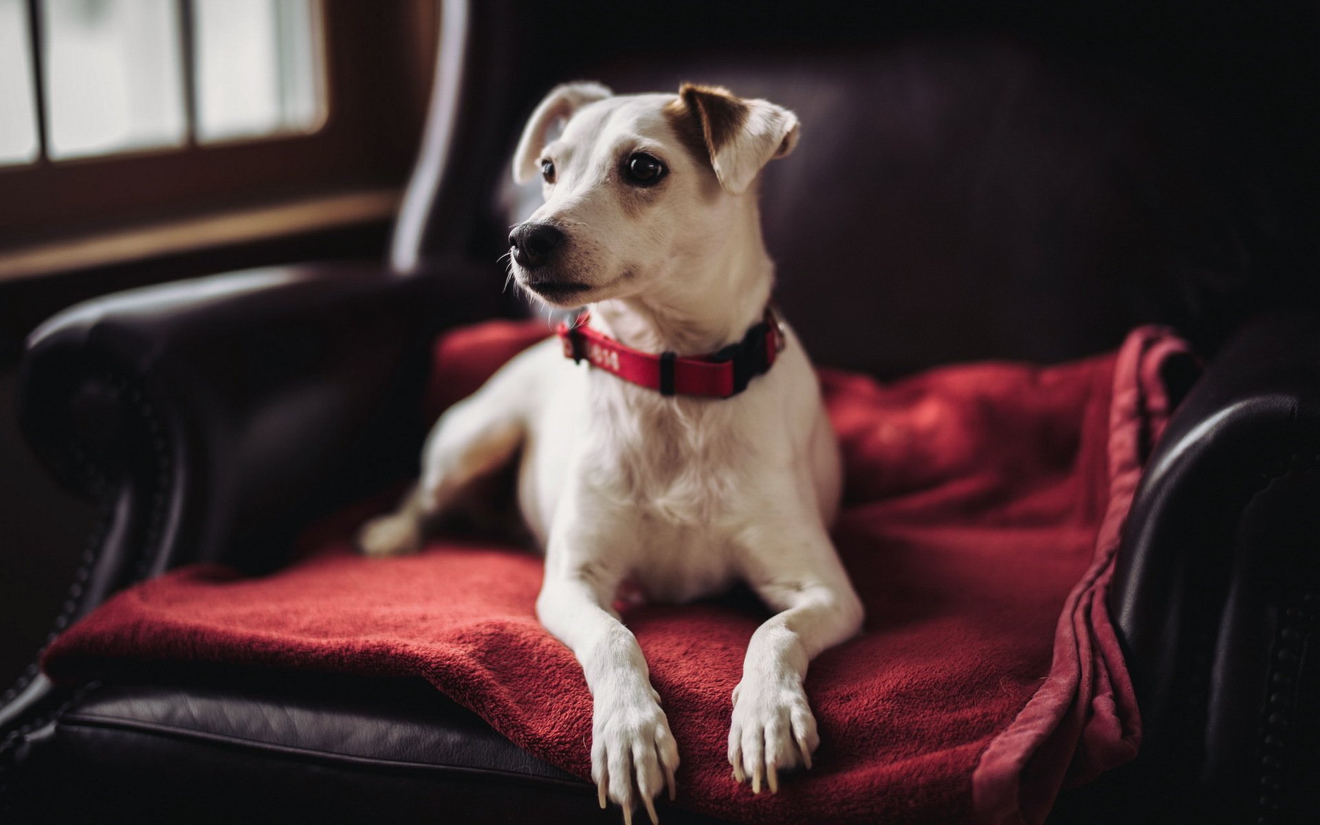 perro mirada amigo