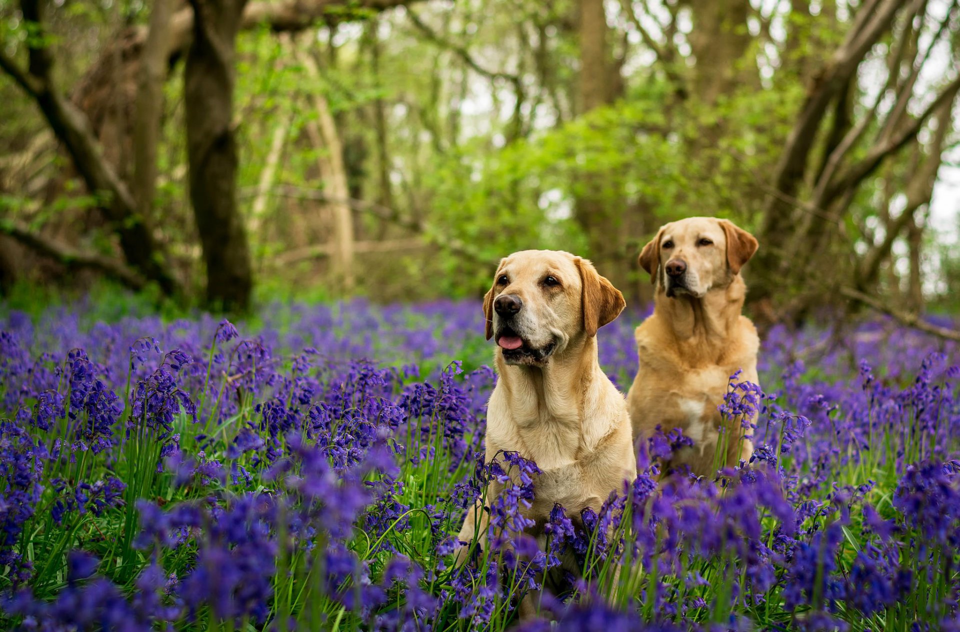 labradore hunde zwei wald bäume blumen glocken