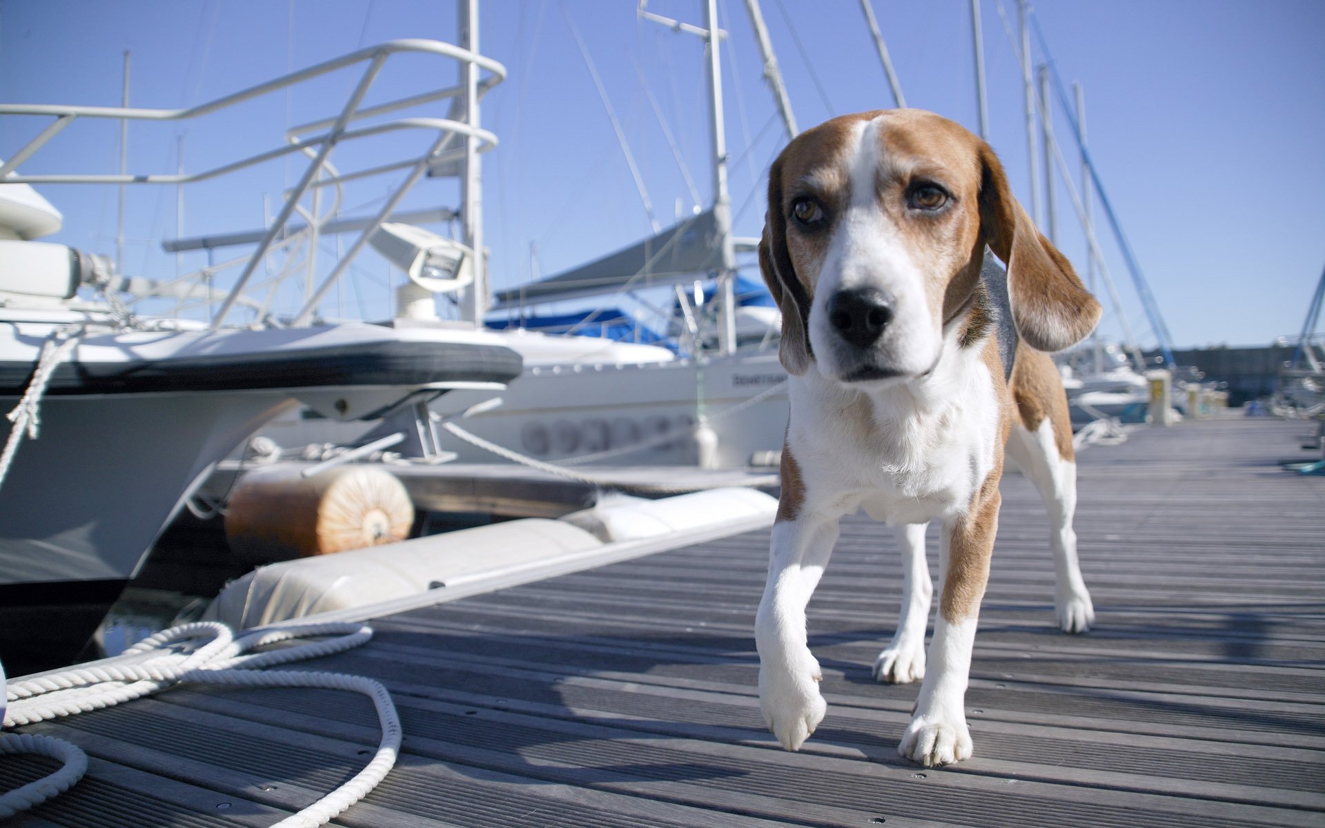 quai chien quai bateau bateau yacht