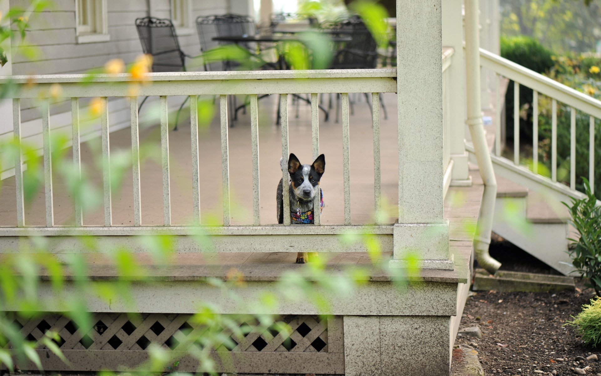 hund freund haus