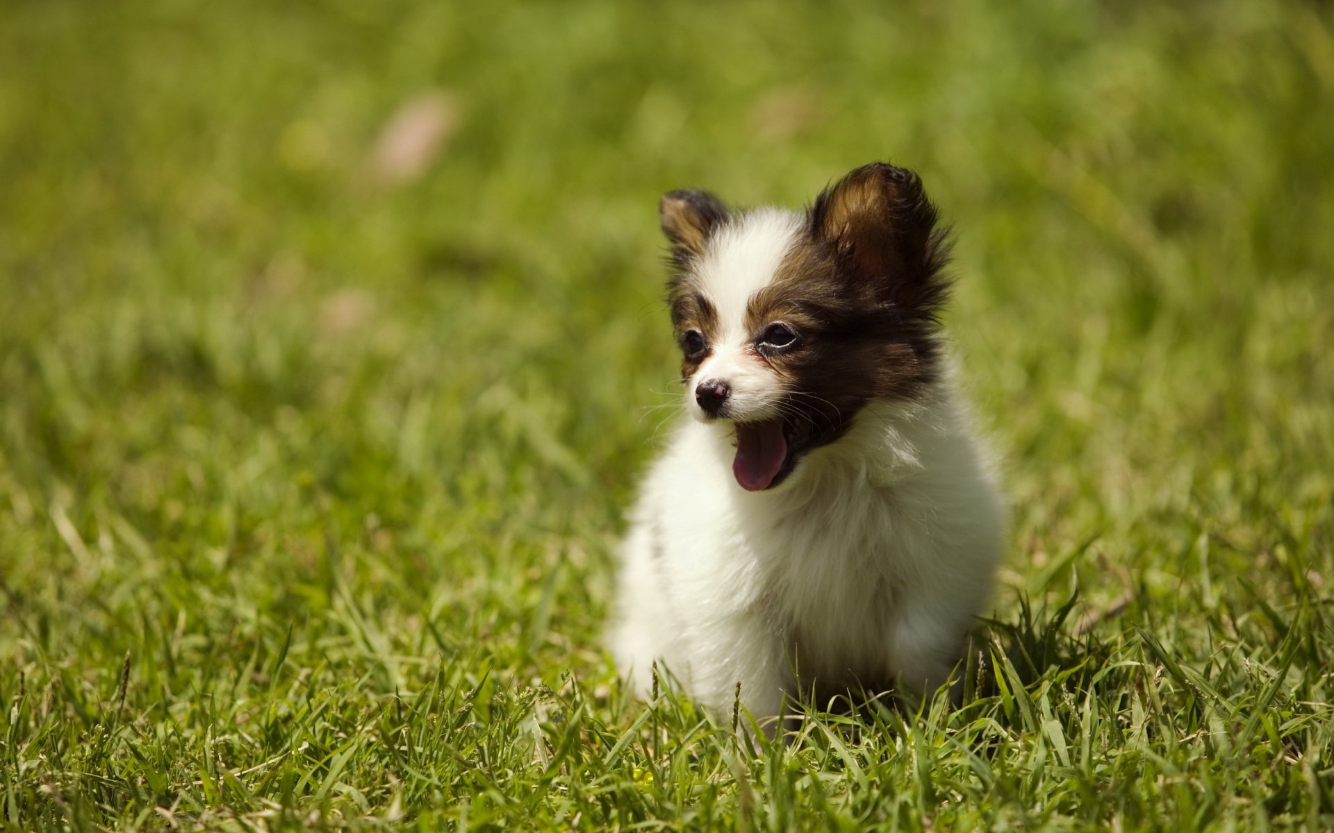 hund welpe sommer gras