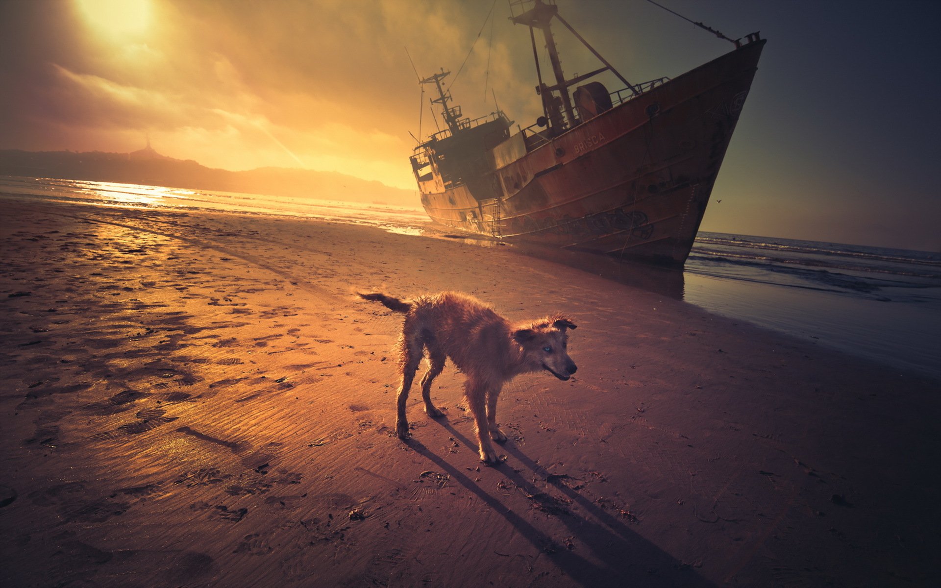 perro mar barco puesta de sol