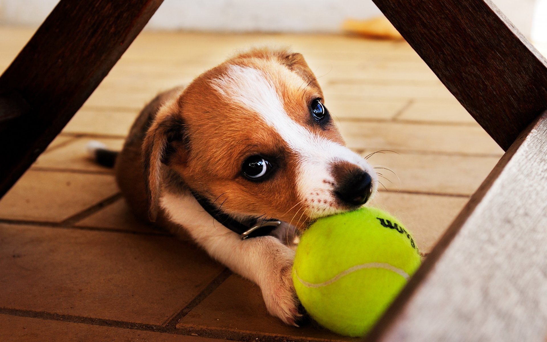 cane cucciolo palla