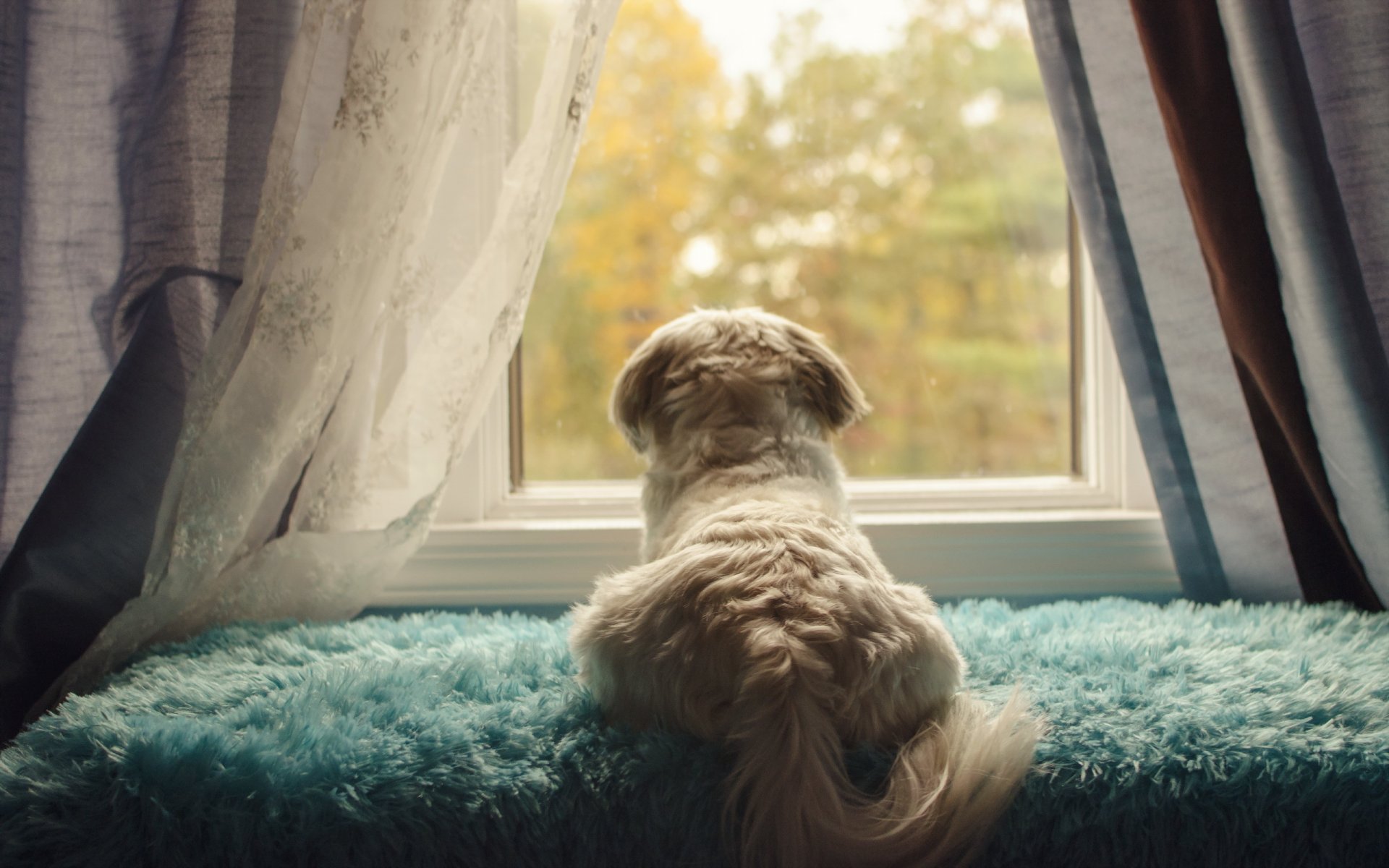 chien vue ami fenêtre