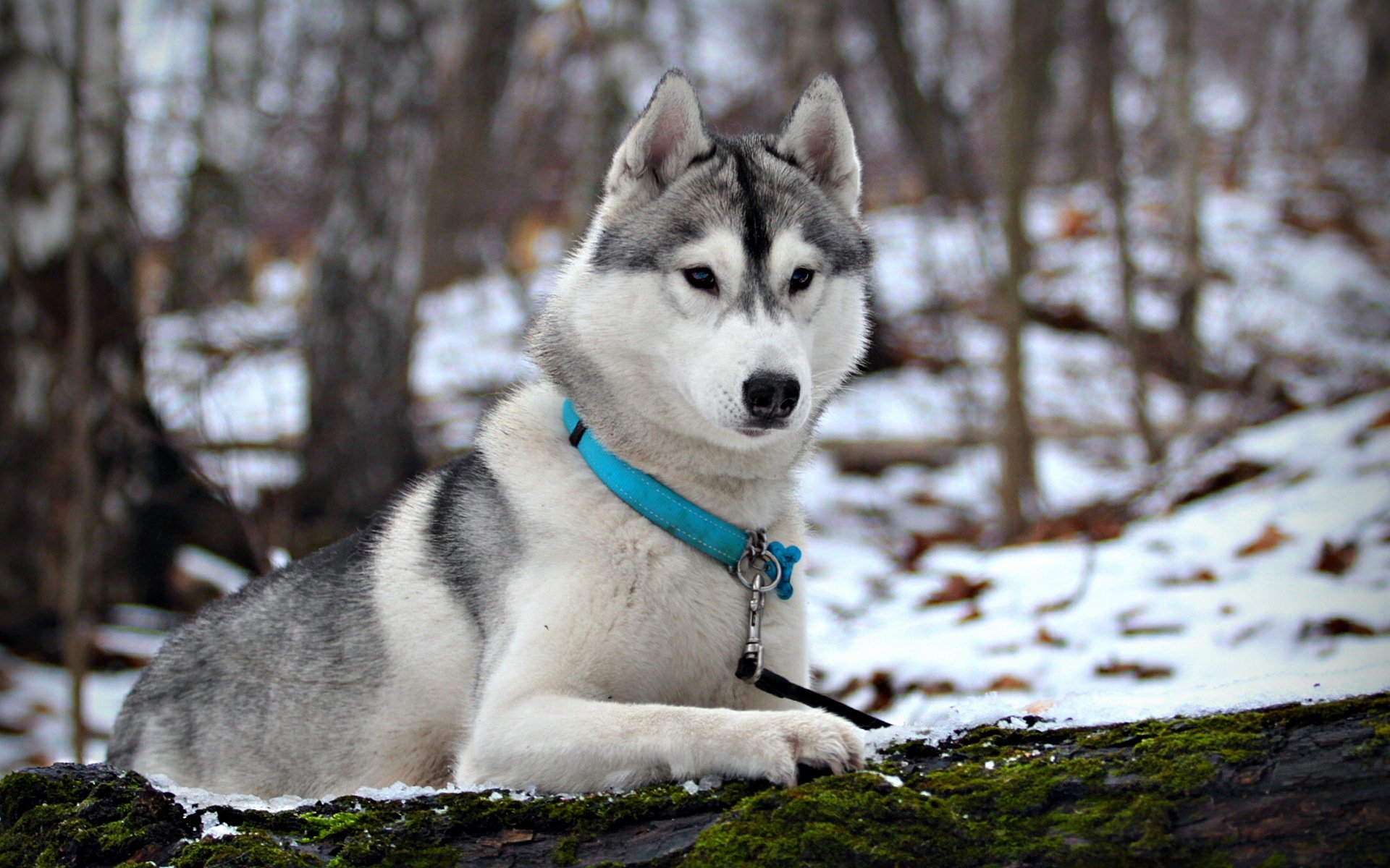 dog husky winter snow