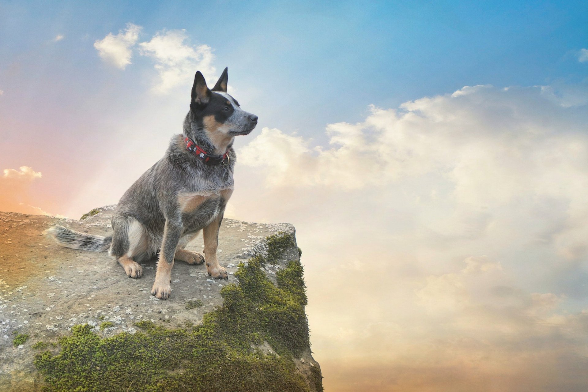 felsen moos hund himmel wolken