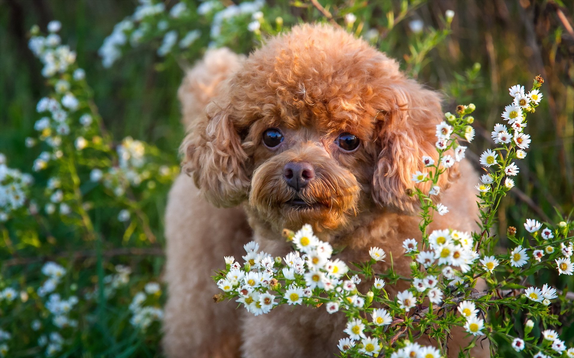 perro mirada amigo flores