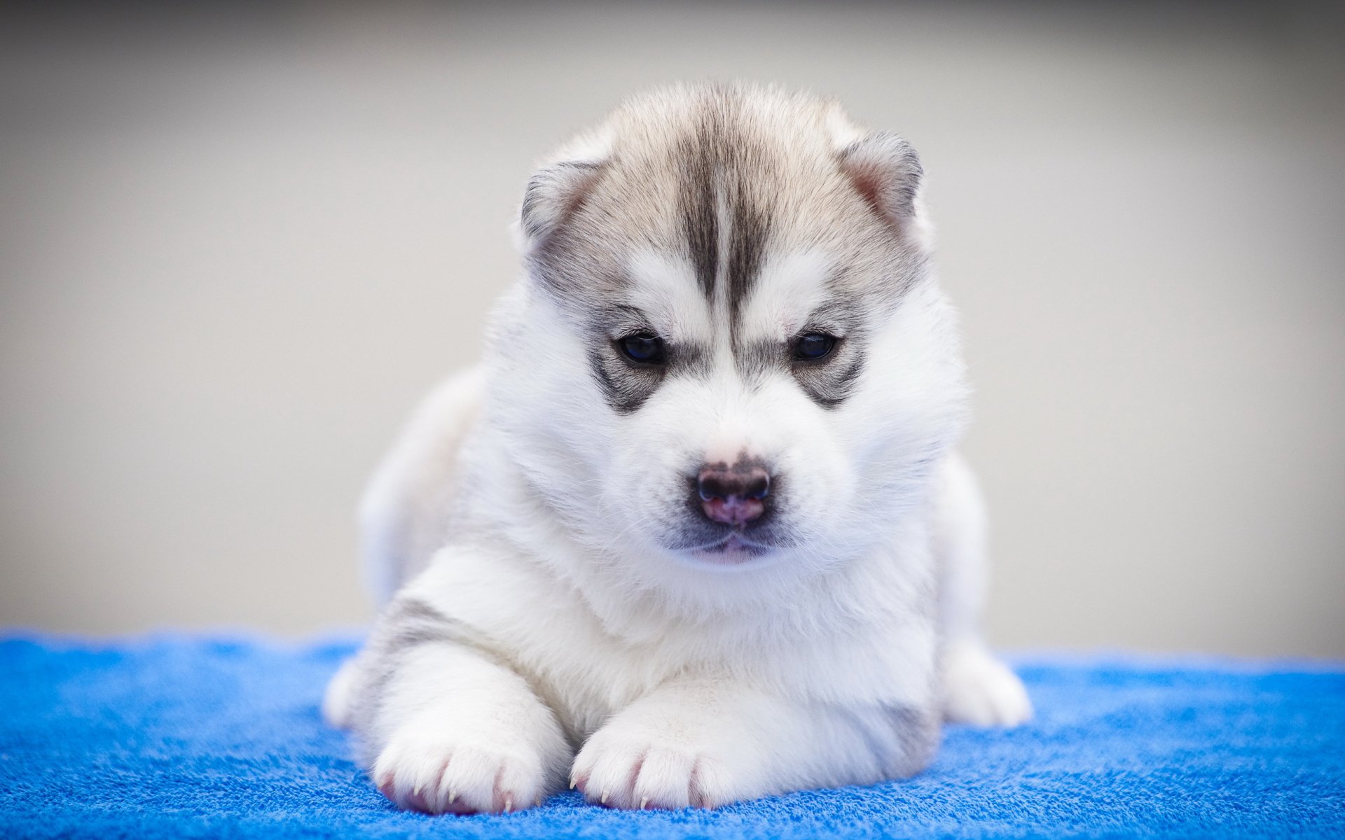 chien vue ami chiot