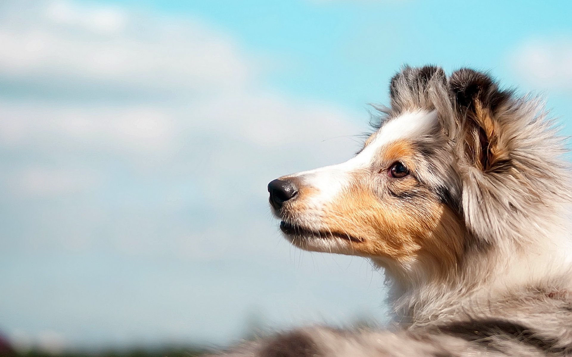 perro cielo amigo