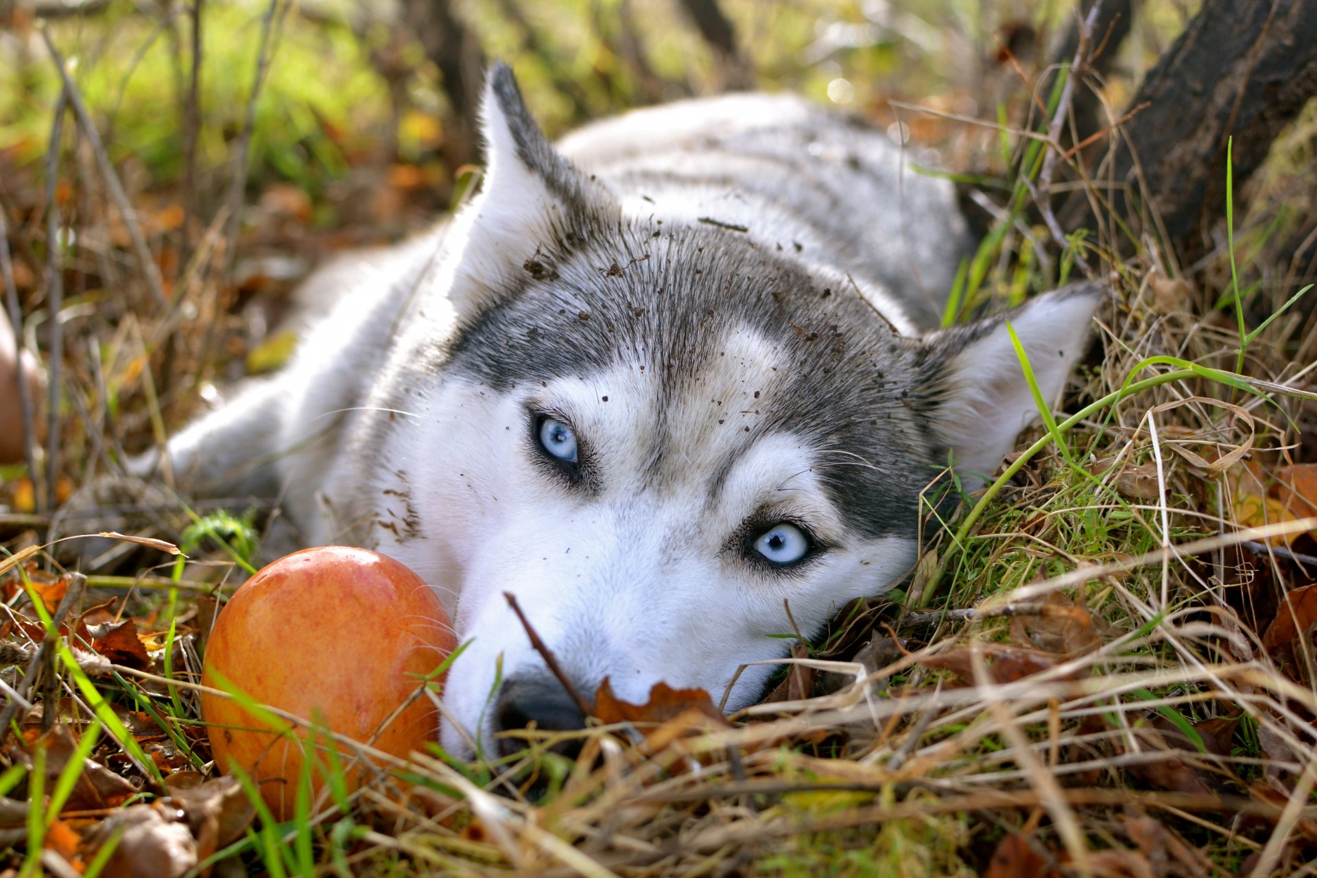 husky siberiano mela autunno carta da parati occhi tristi rauco occhi blu