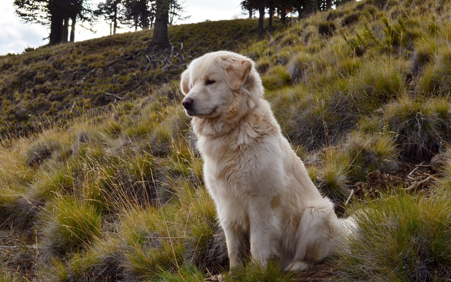 chien ami nature