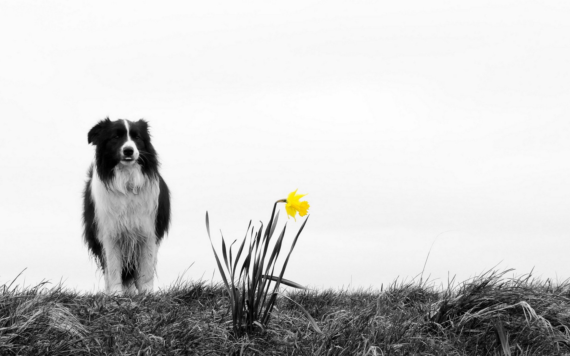 perro flor naturaleza