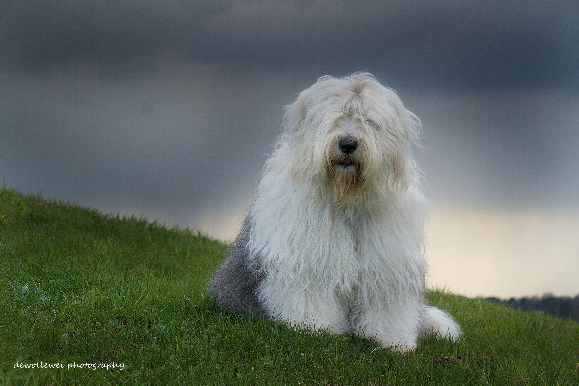 bobtail pastore inglese antico cane sophie dewollewei fotografia