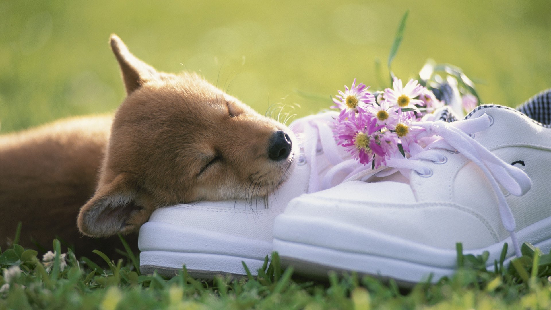 cachorro bozal zapatos flores ramo hierba