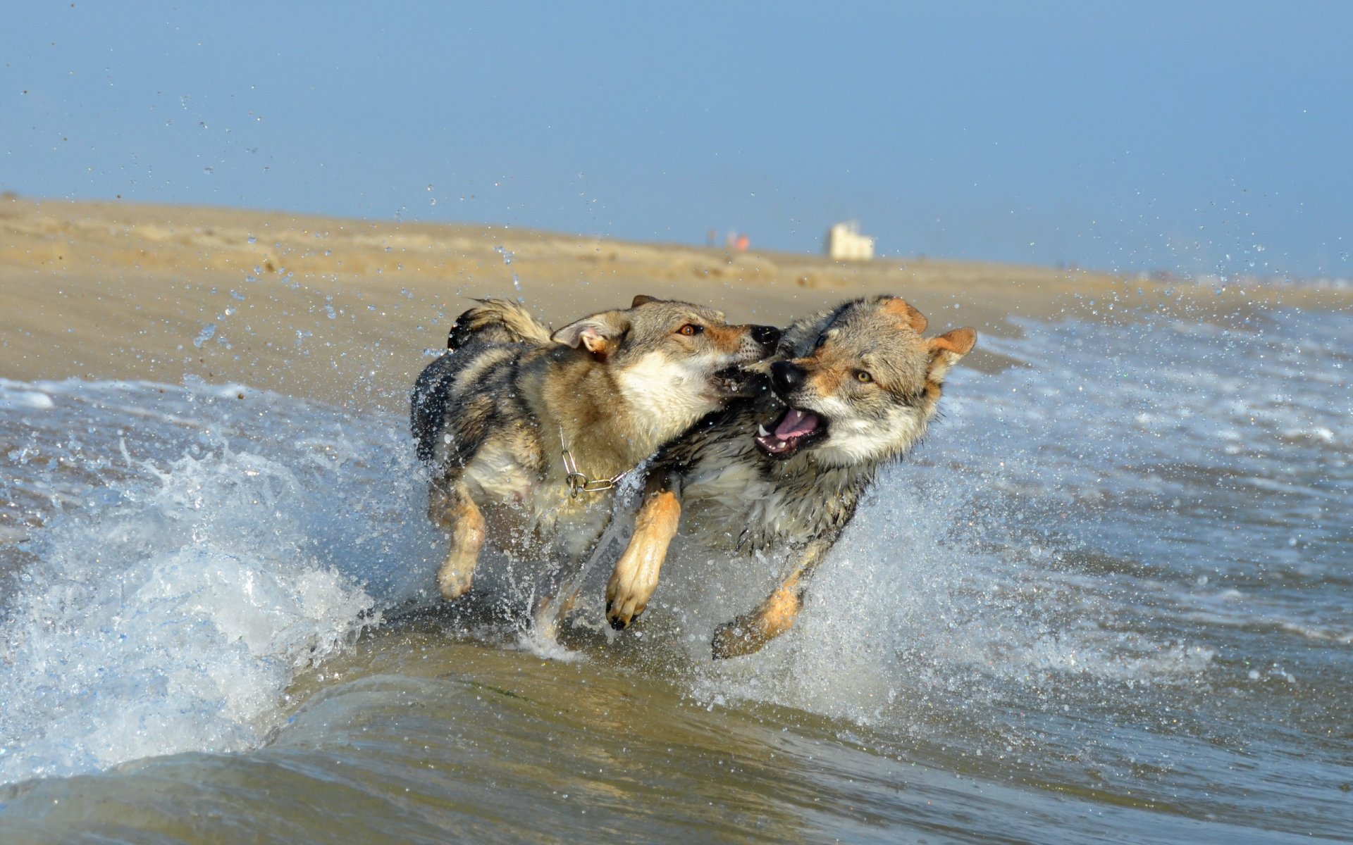 perros onda salpicaduras