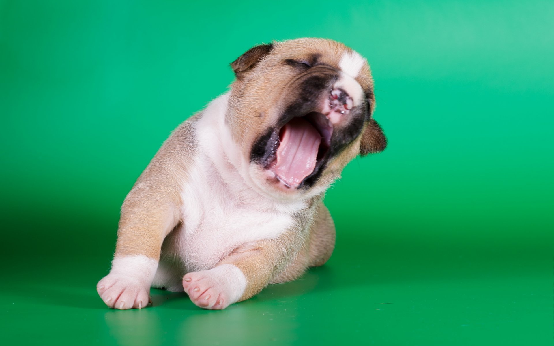 amstaff cucciolo cane