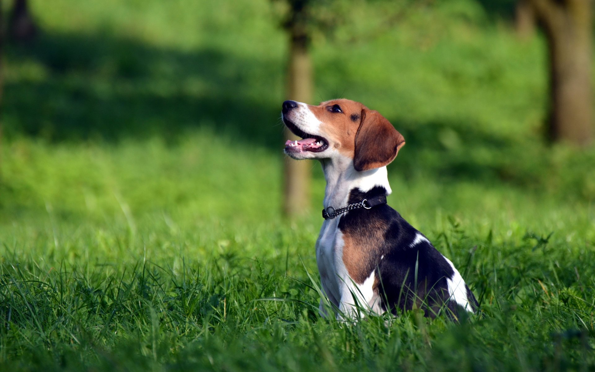 cane beagle campo