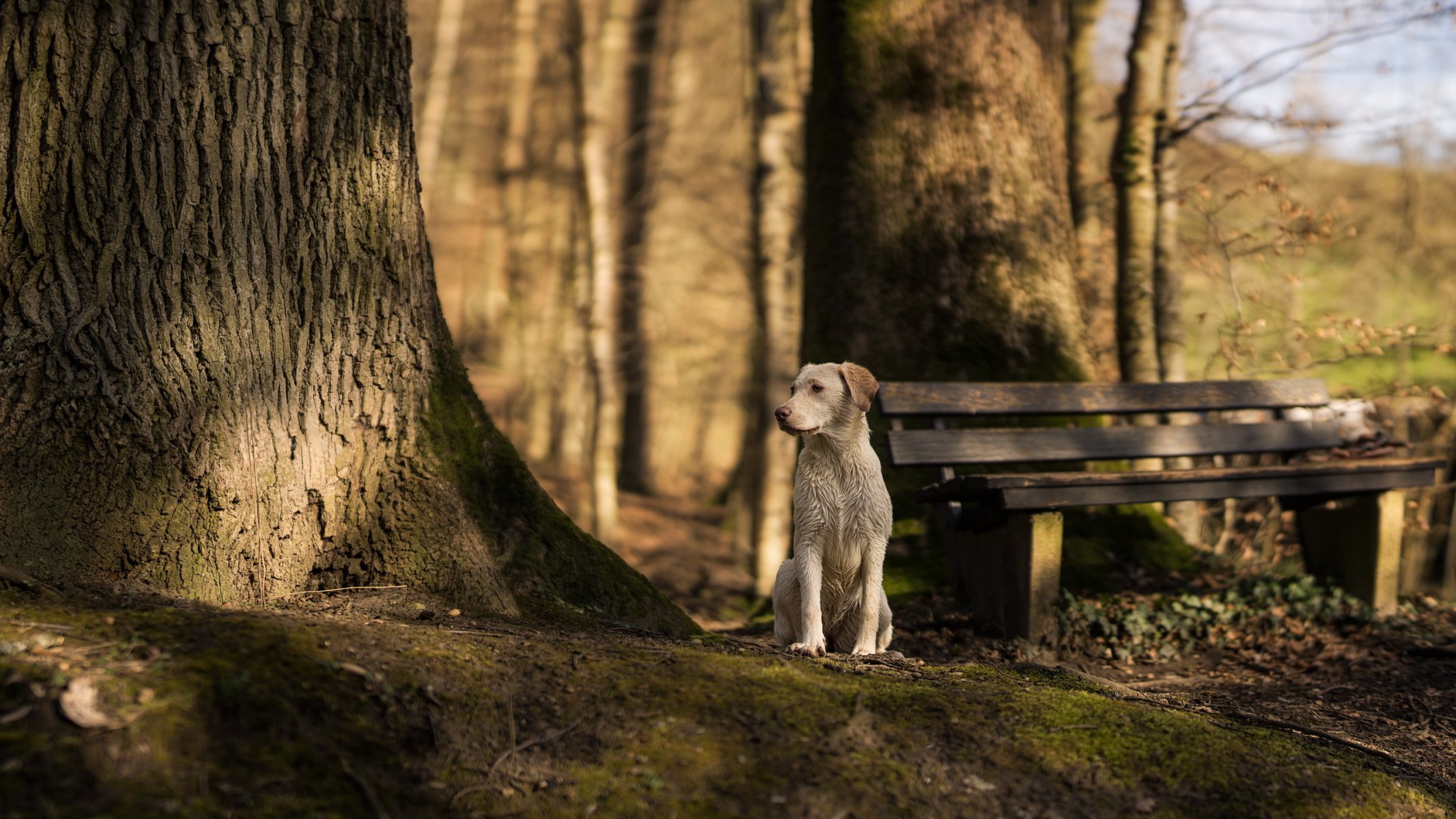 perro vista amigo banco árbol