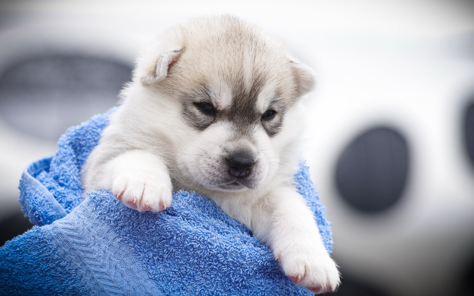 hund blick freund welpe