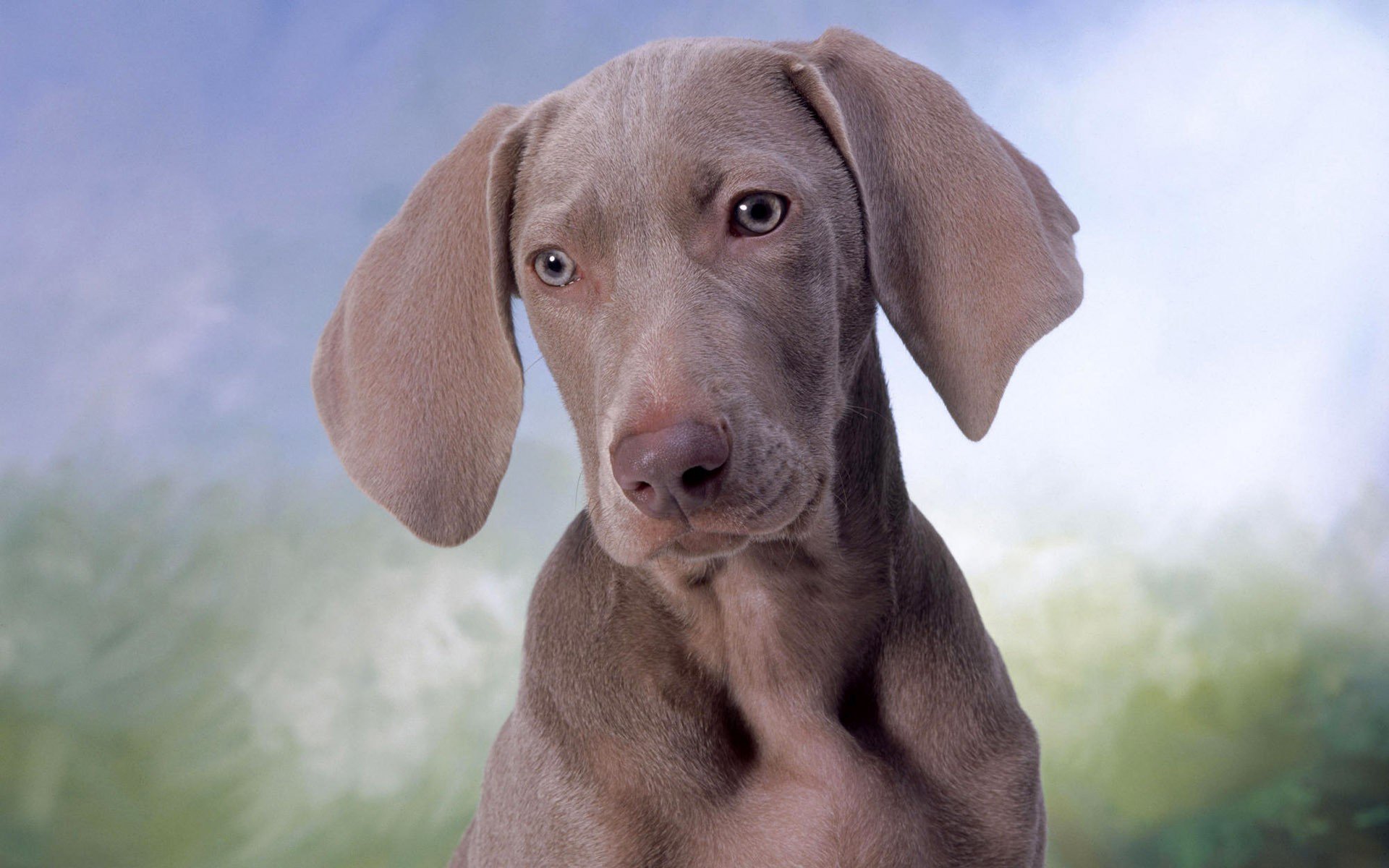 chien chien weimaraner museau yeux oreilles