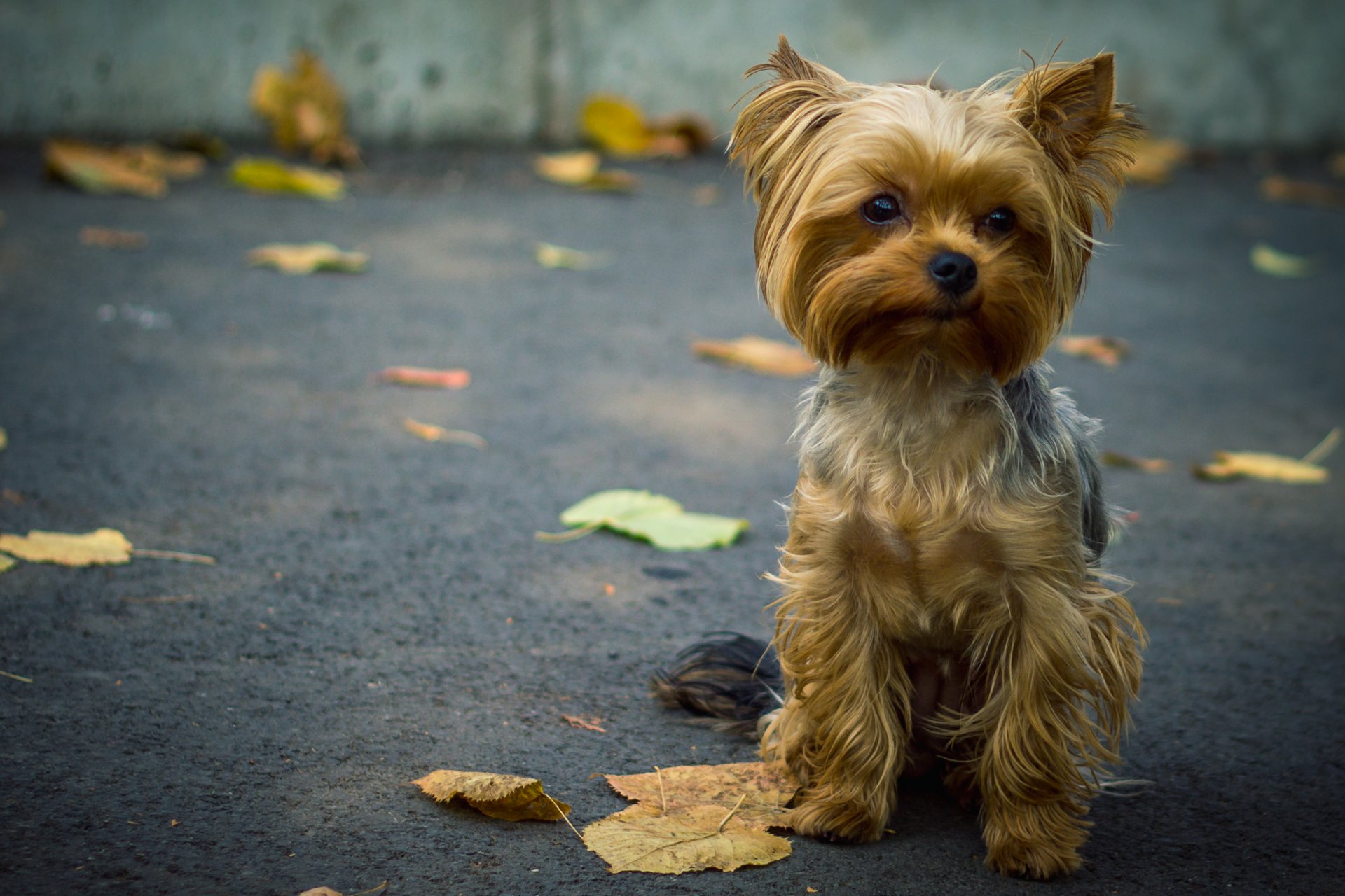 yorkshire terrier liście asfalt pies piesek