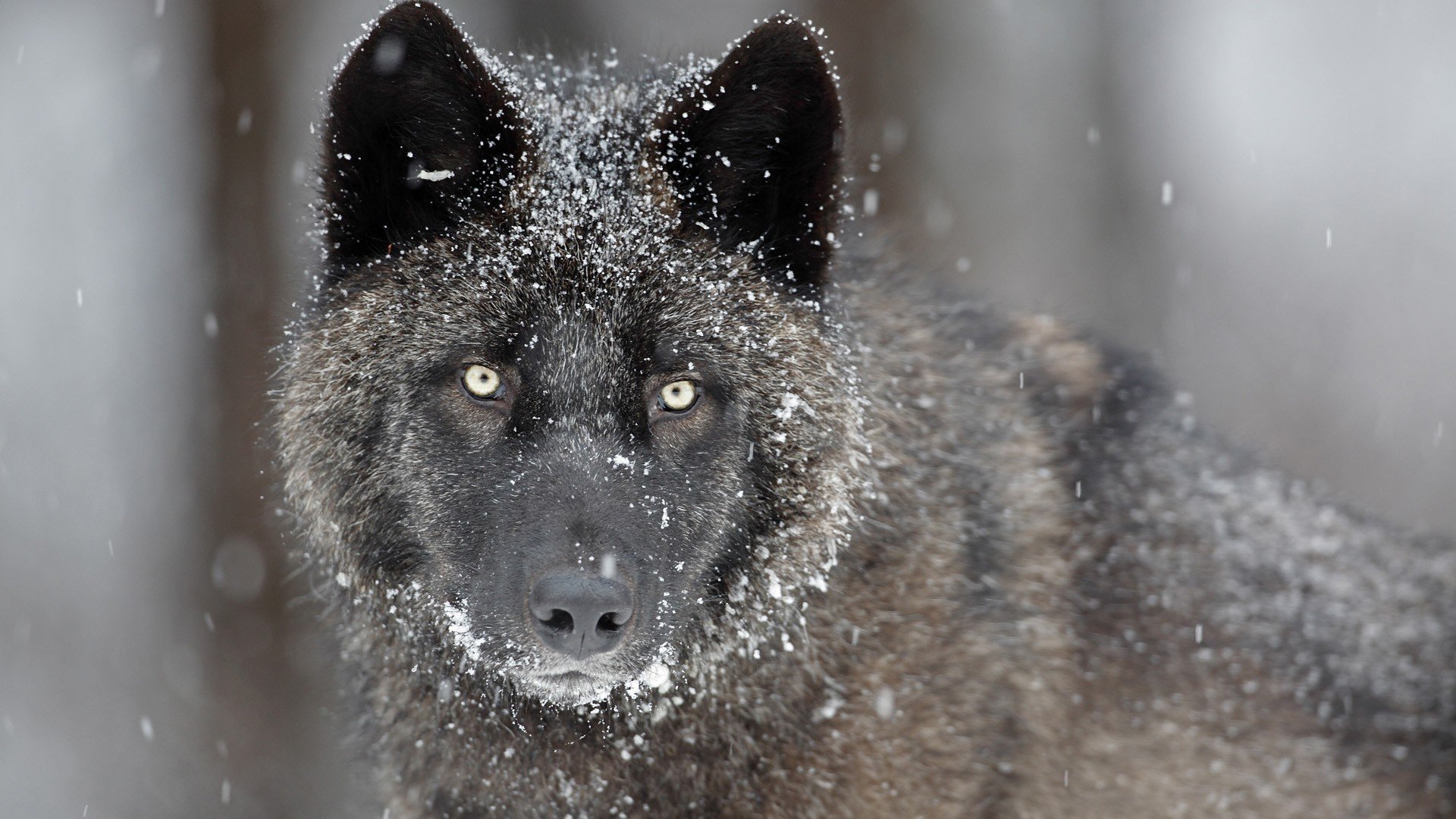 lobo gris depredador hocico ojos vista nieve