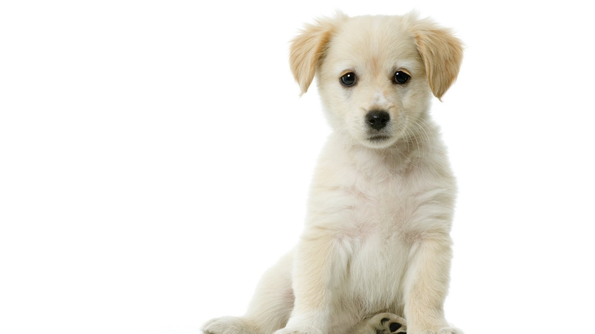 puppy white sitting white background