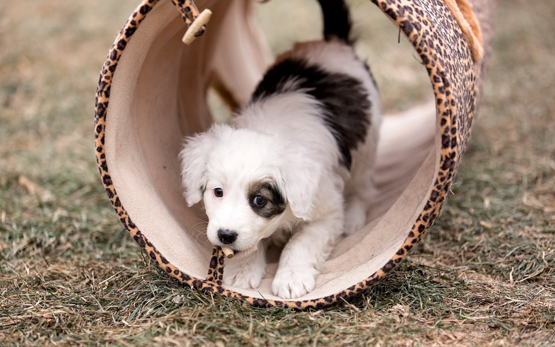 perro cachorro fondo