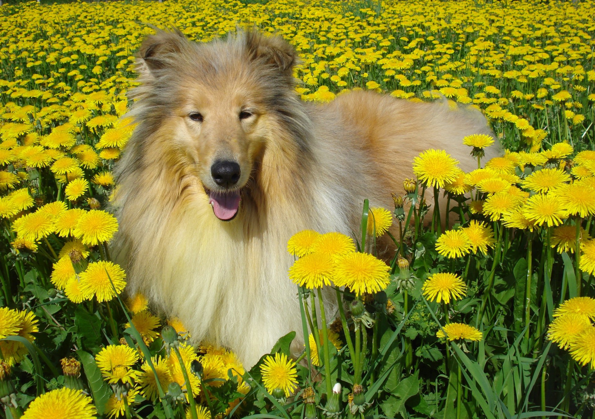 chien collie pissenlits