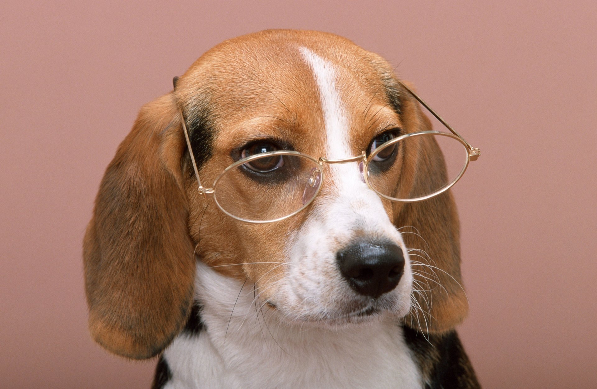 perro sabio gafas perro