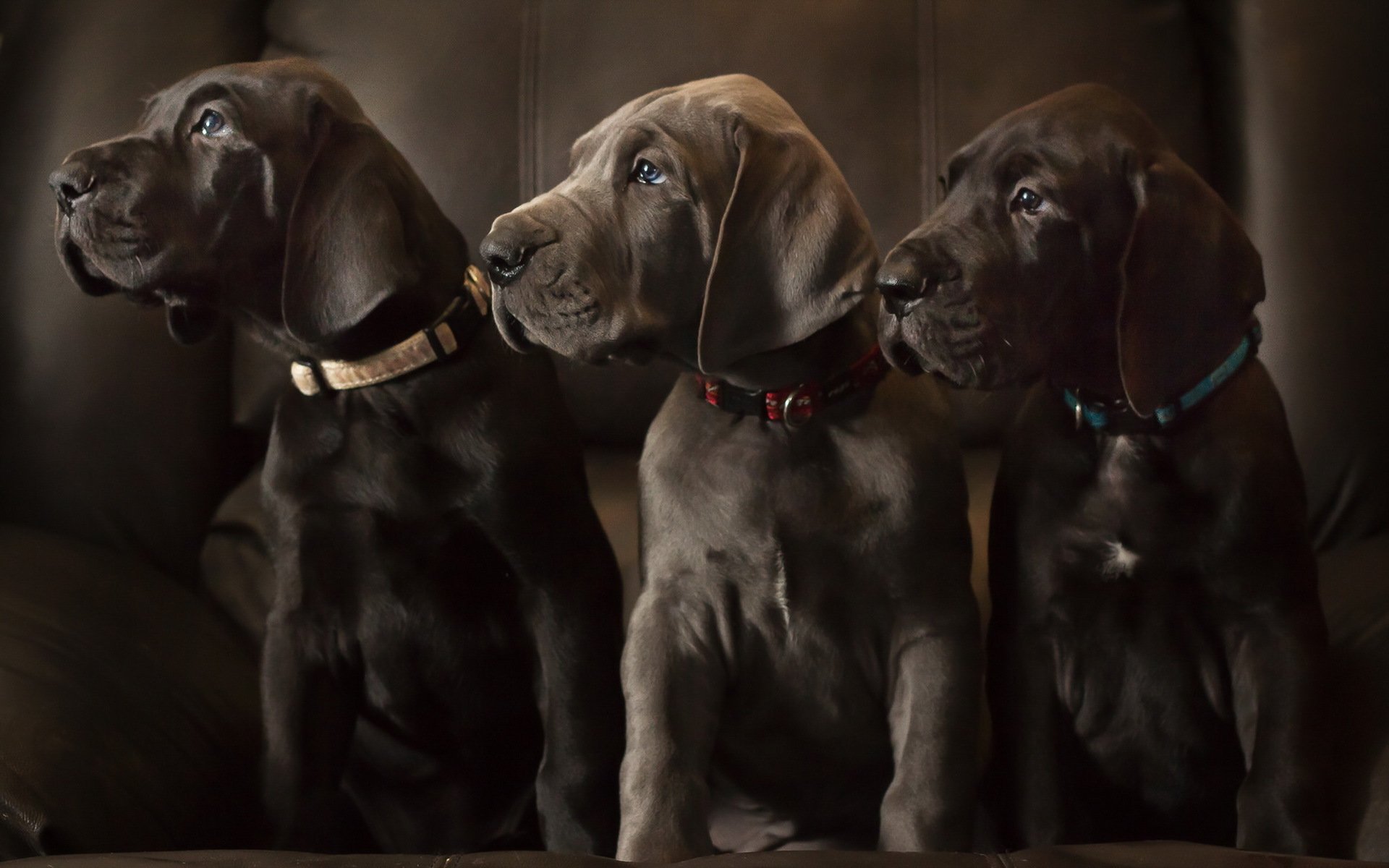 perros cachorros labradores