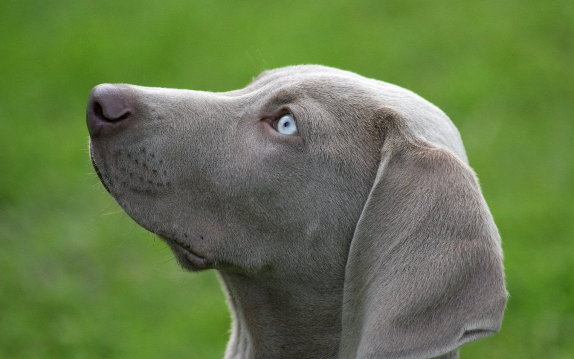 hund freund blick