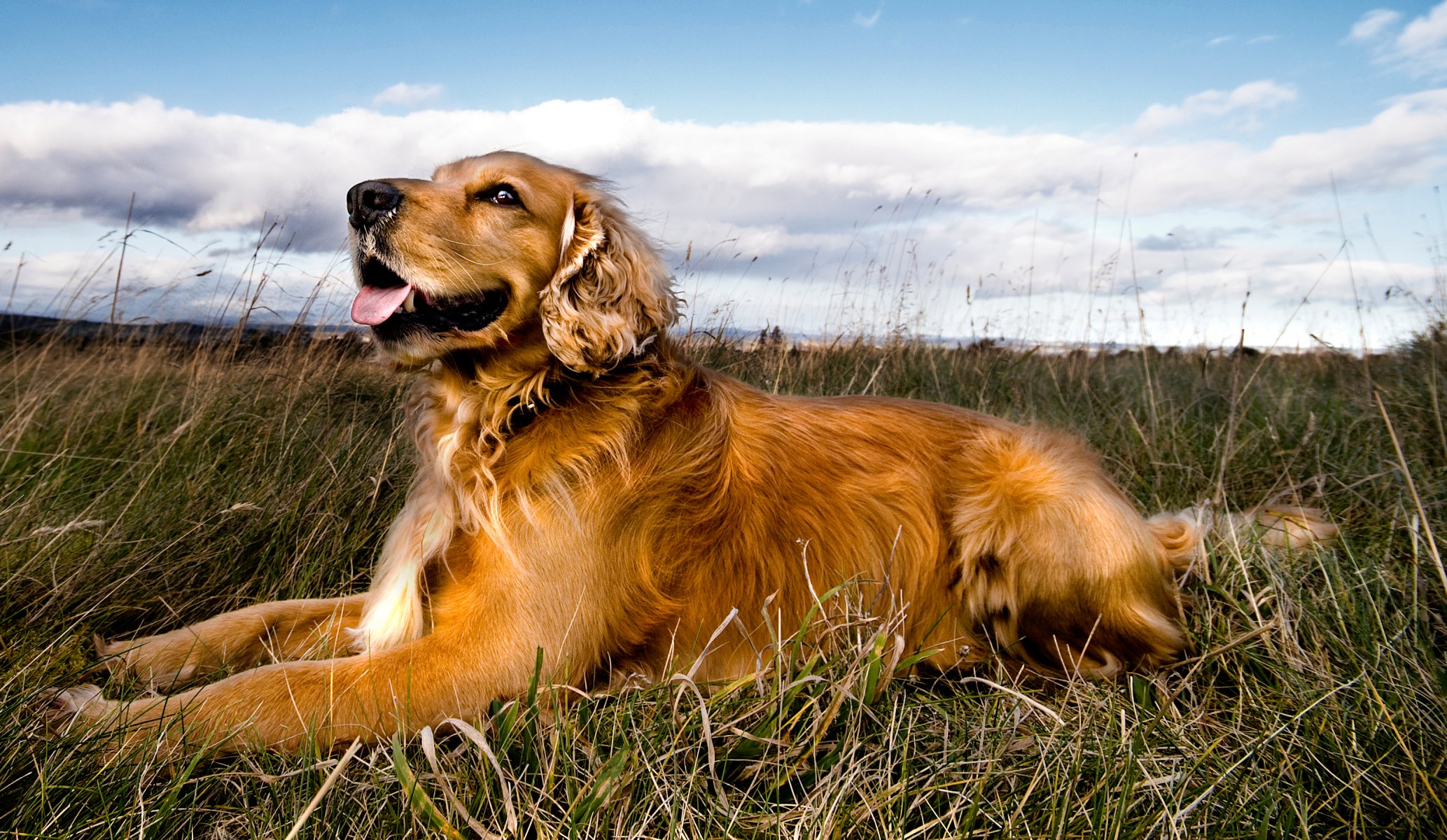 chien champ langue