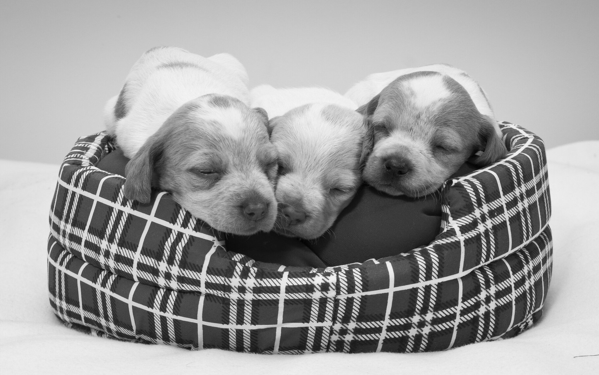 cachorros durmiendo