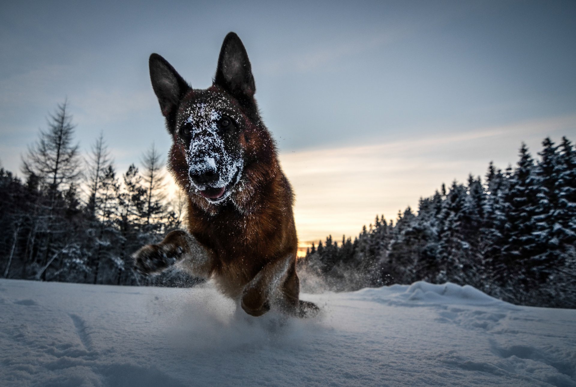 pastor alemán perro bosque invierno nieve