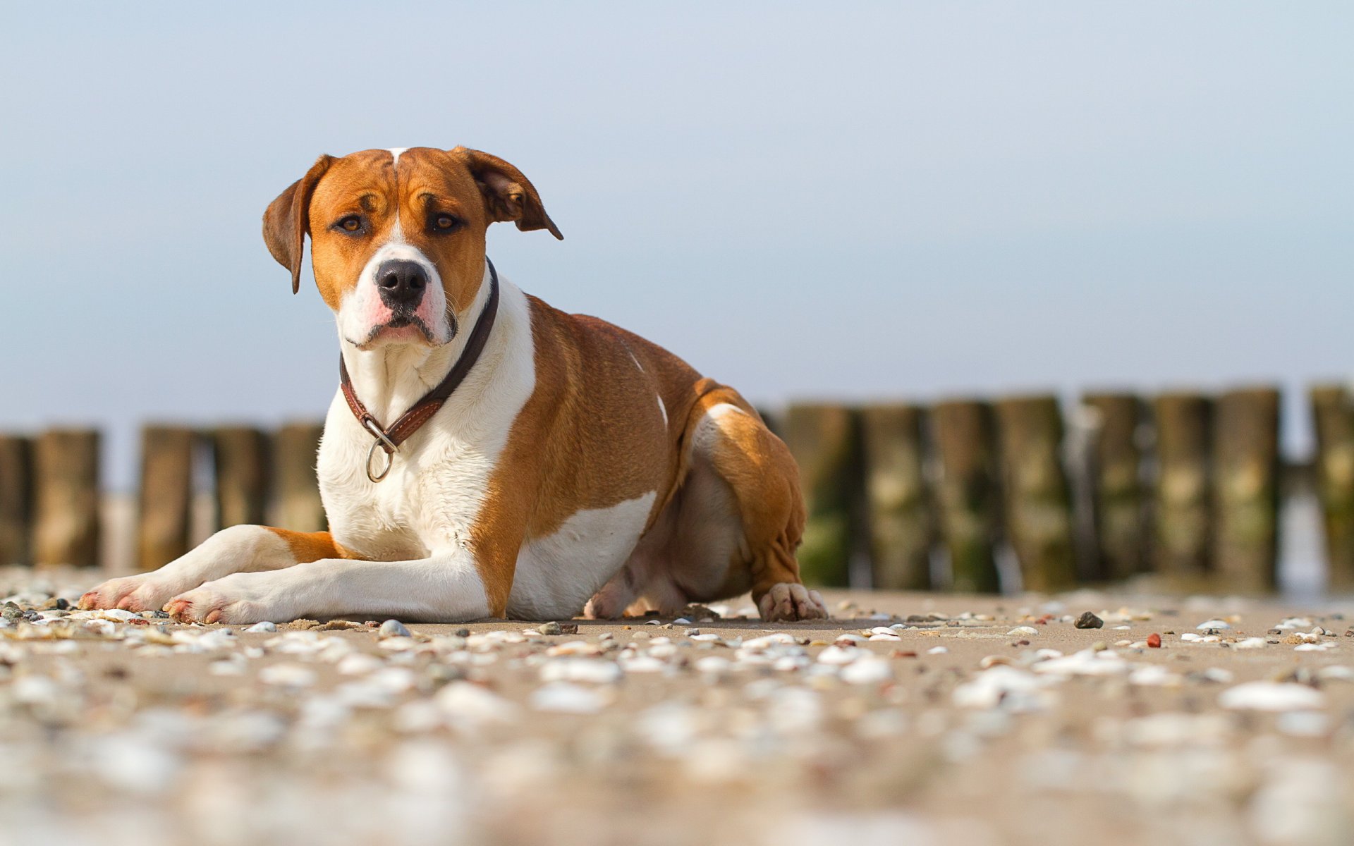 hund blick freund