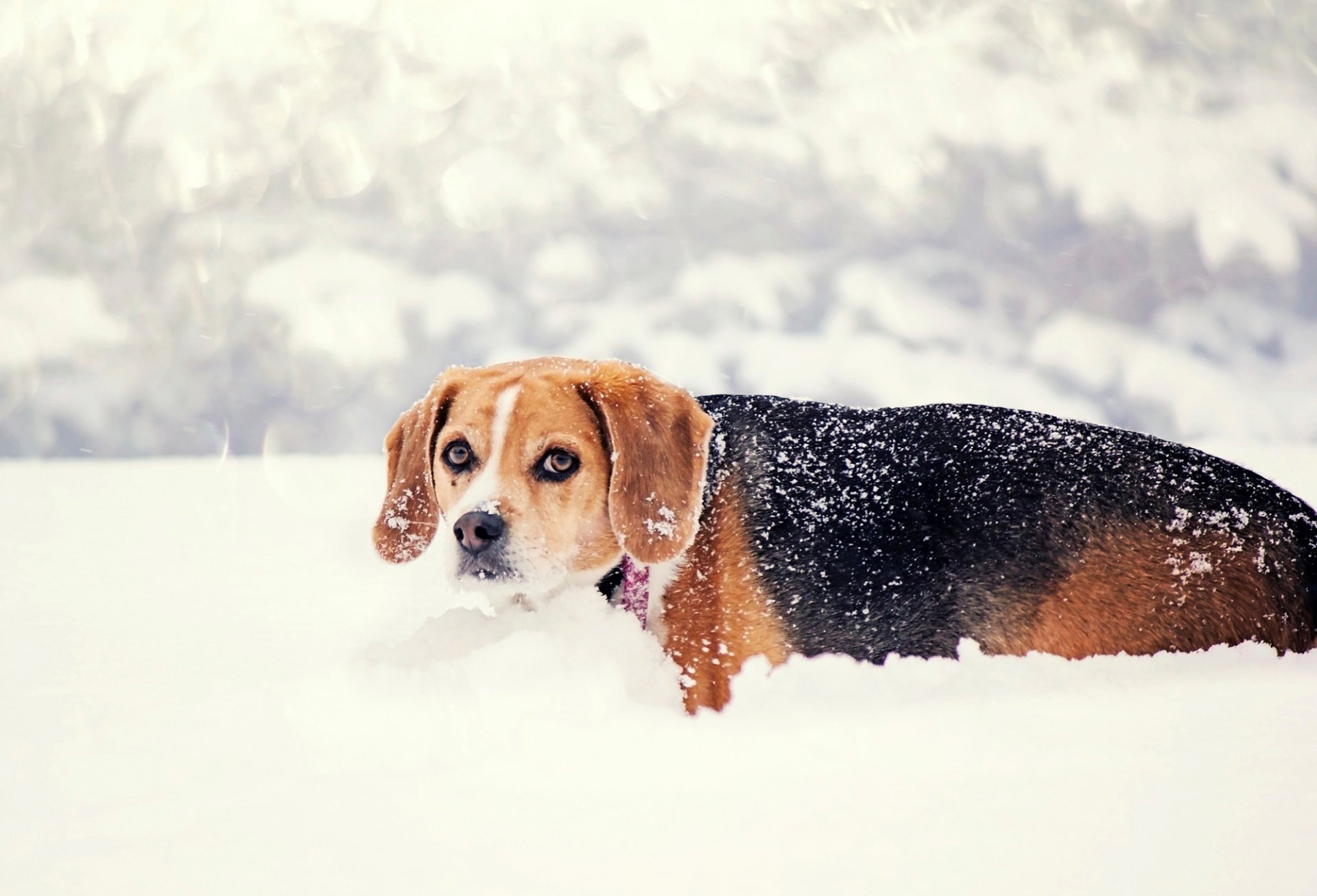 dog view snow nature winter