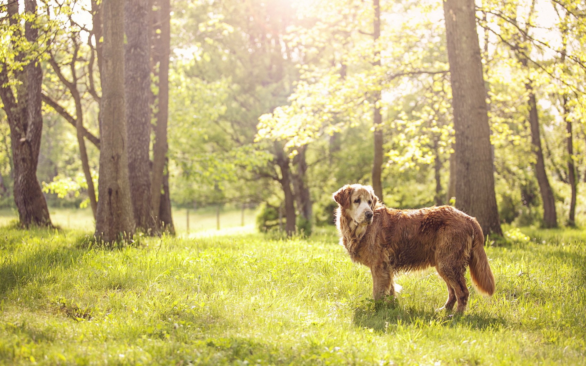 chien ami été nature