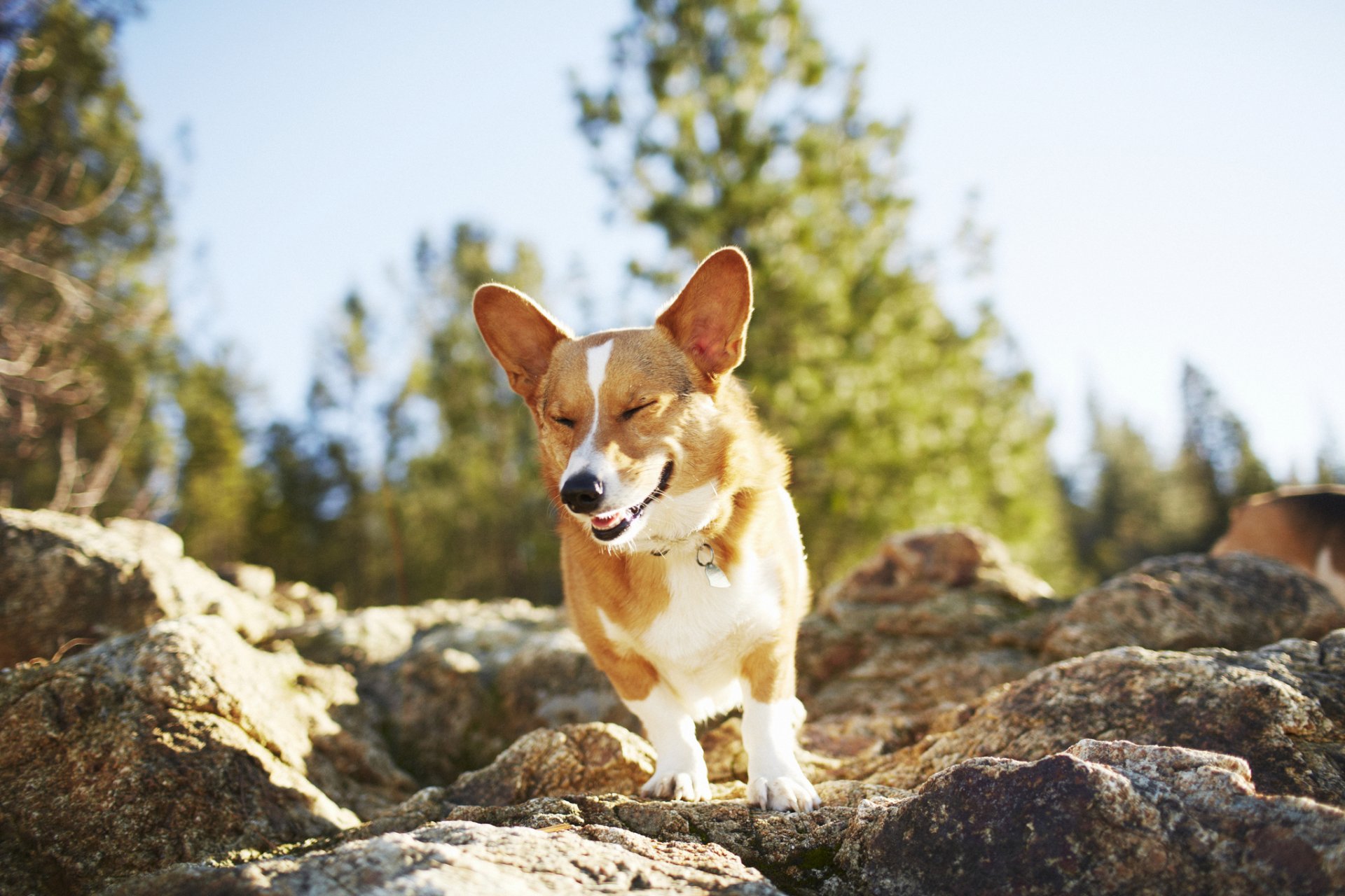 perro piedras estado de ánimo