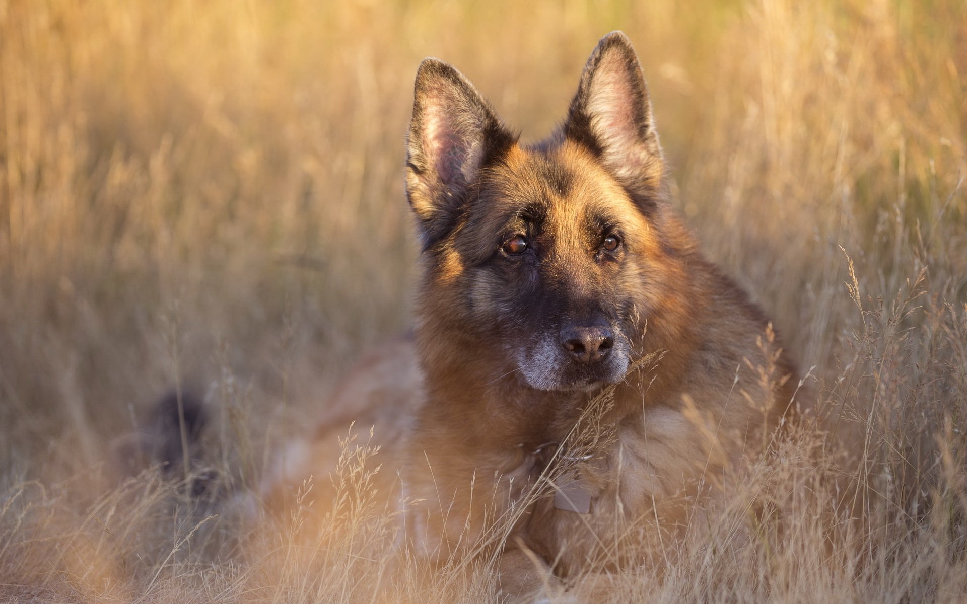 chien vue ami été