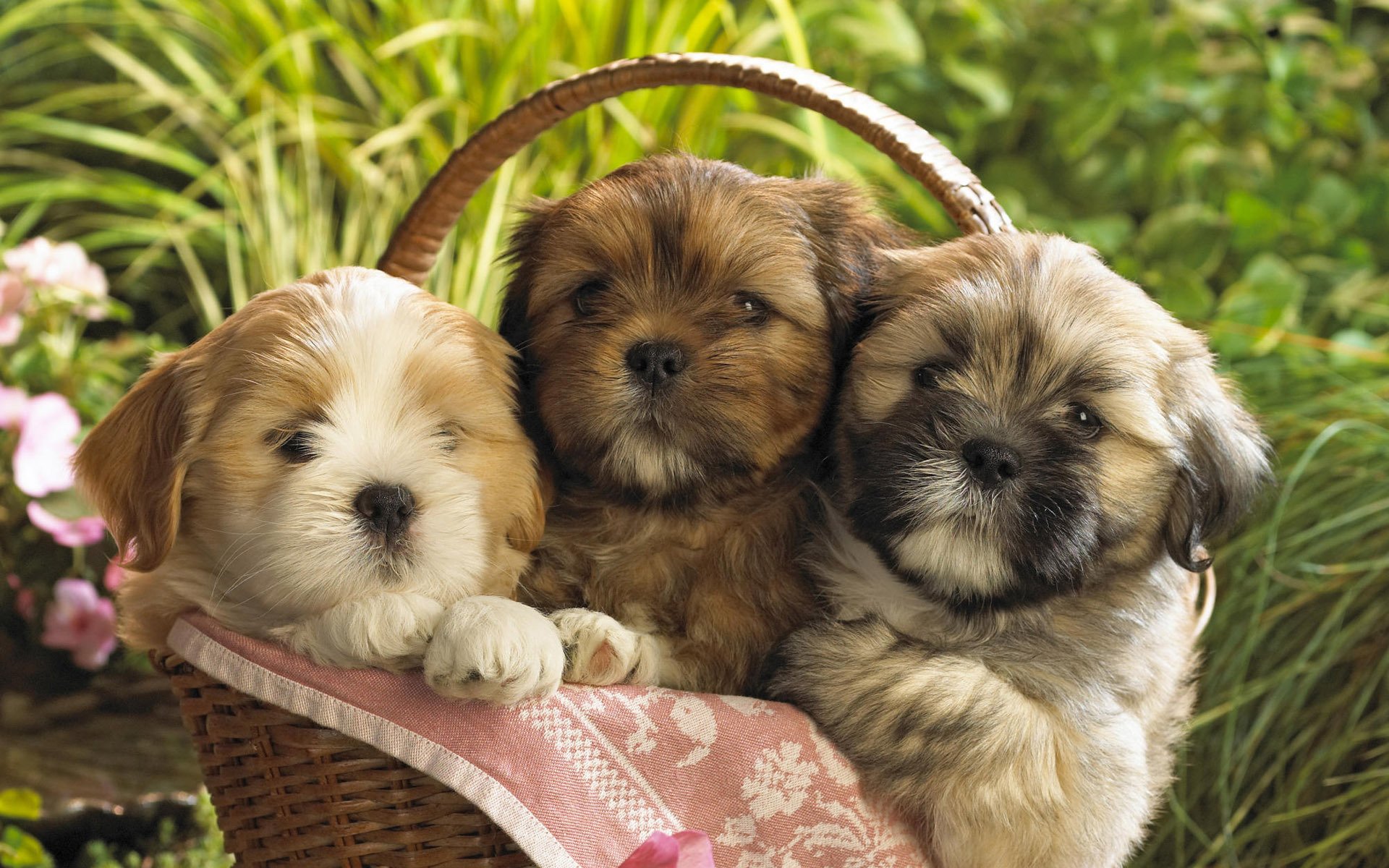 chiens chiots panier