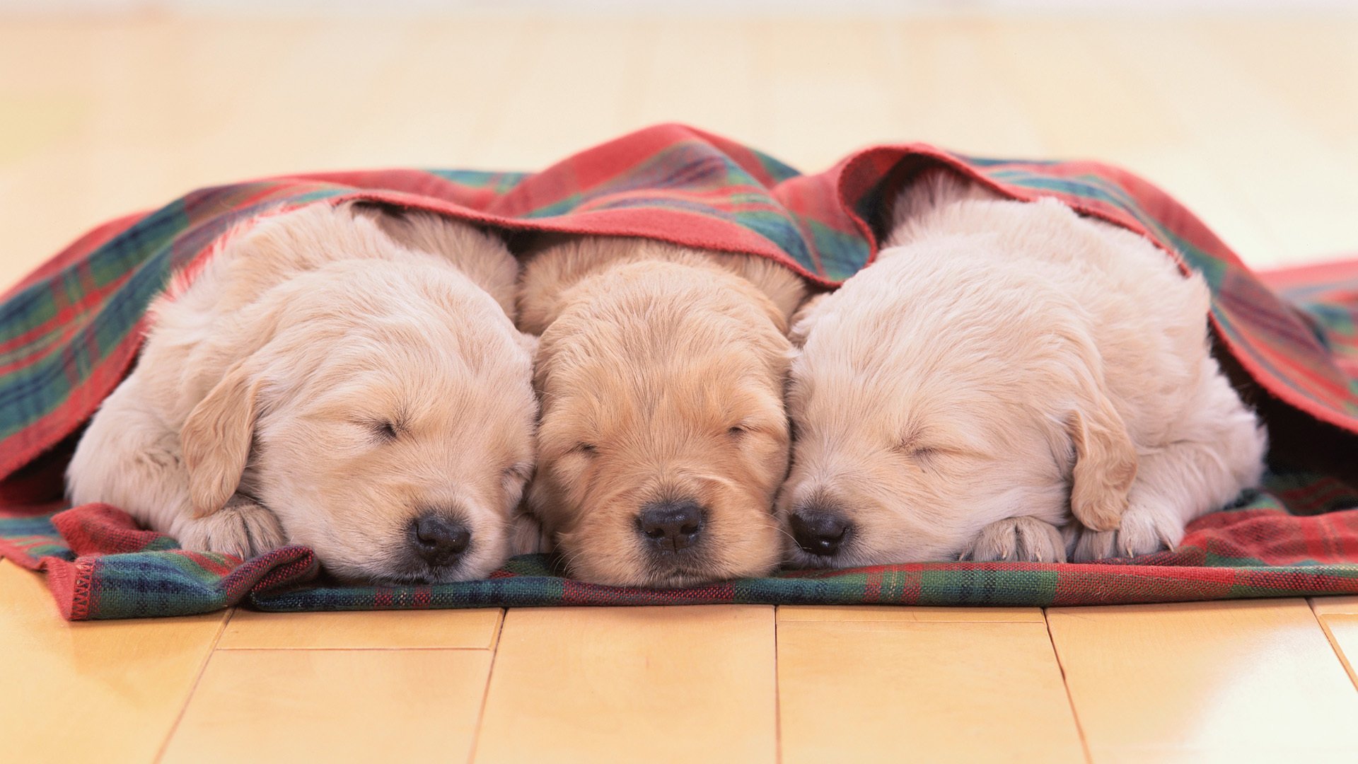 cachorros golden retriever