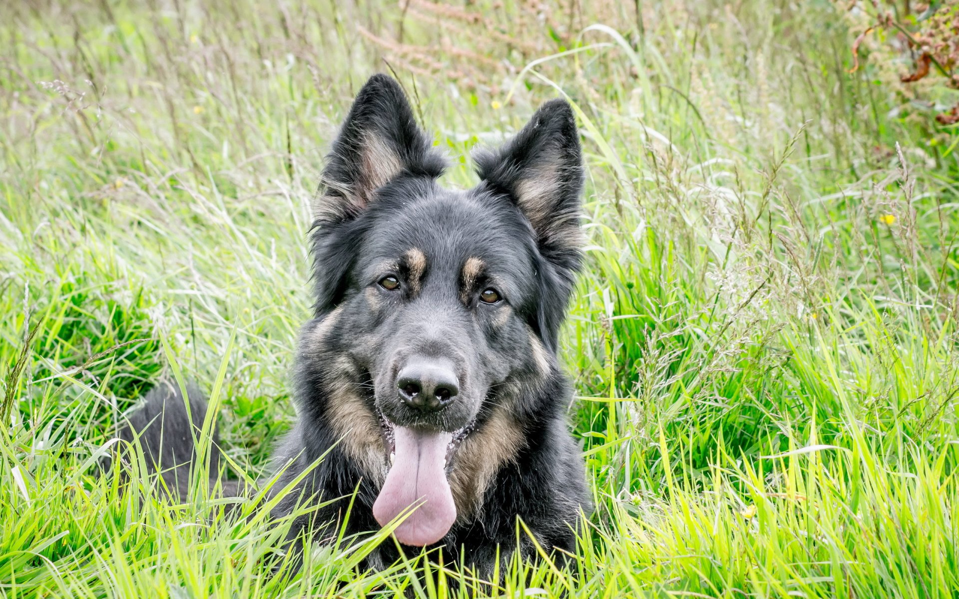 chien regard ami