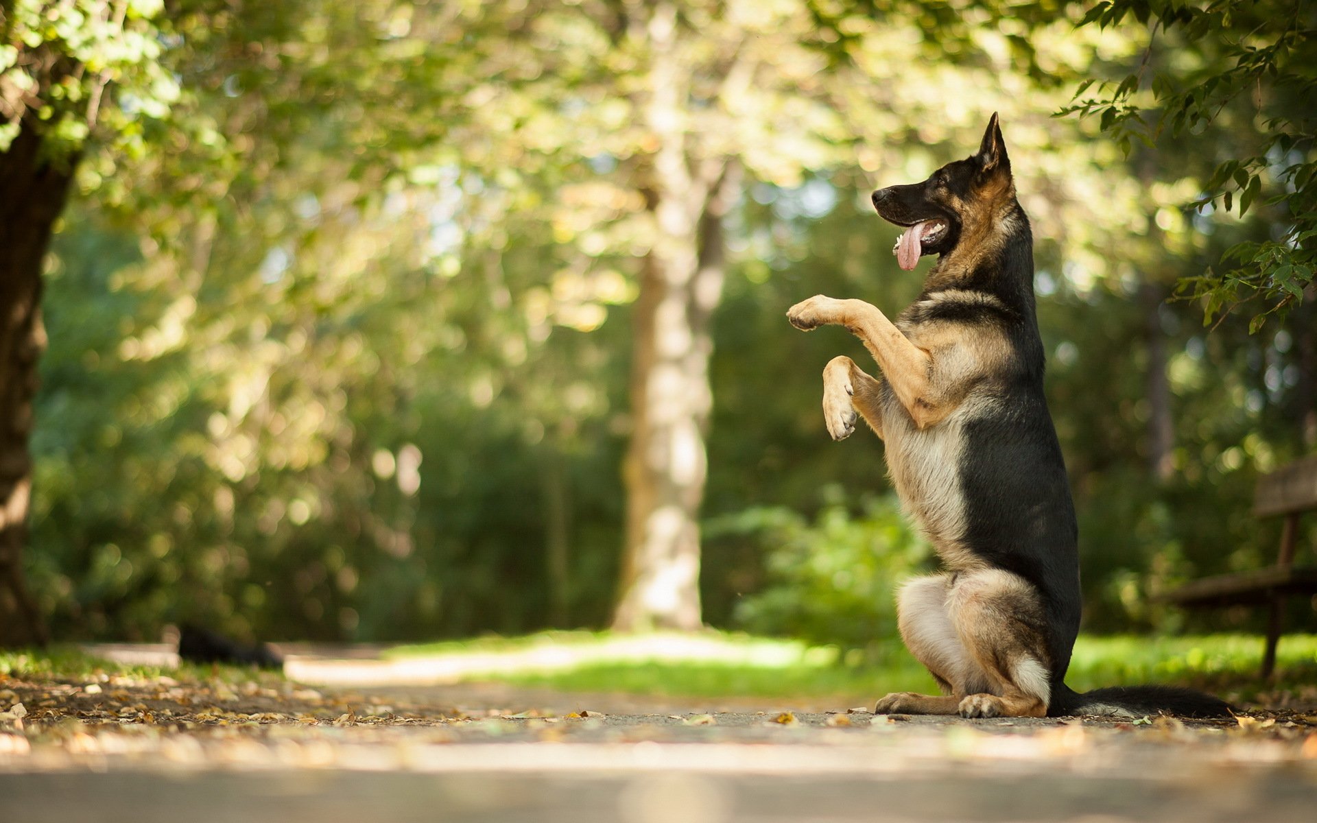 chien regard ami