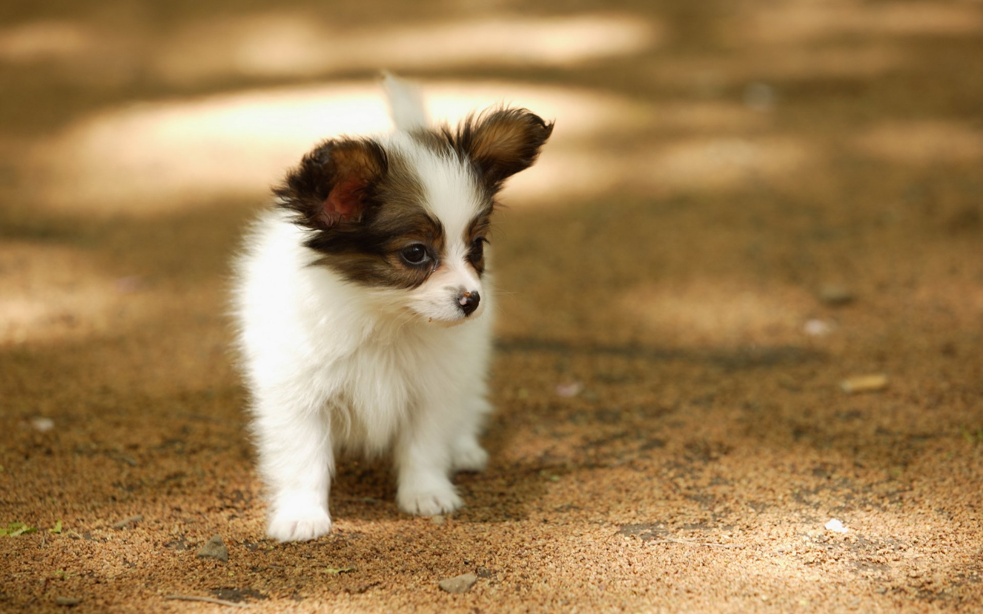 perro paseo verano