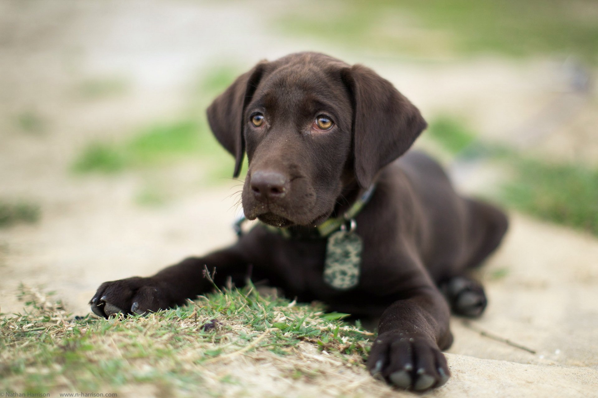 perro mirada amigo