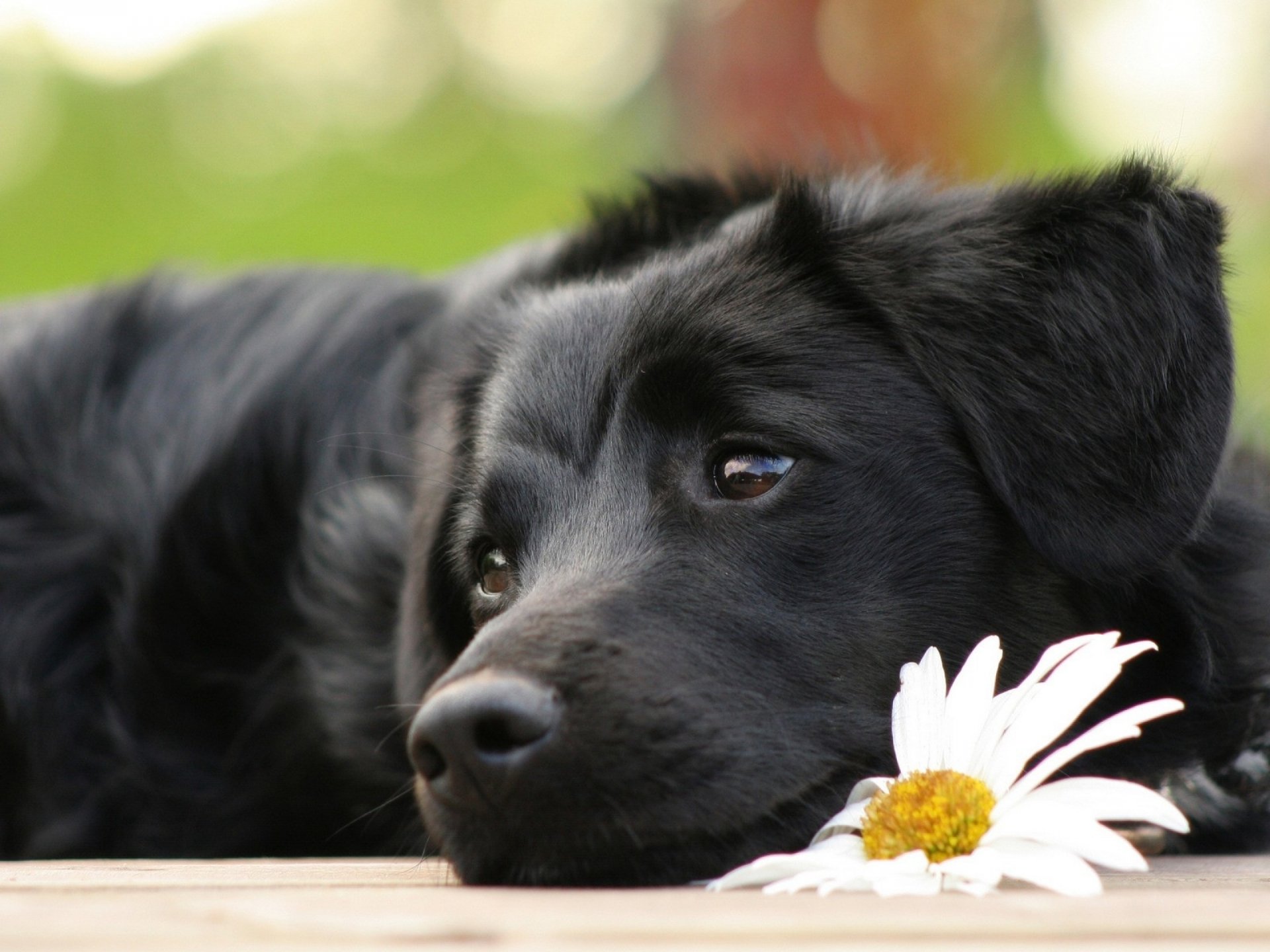 hund blume augen